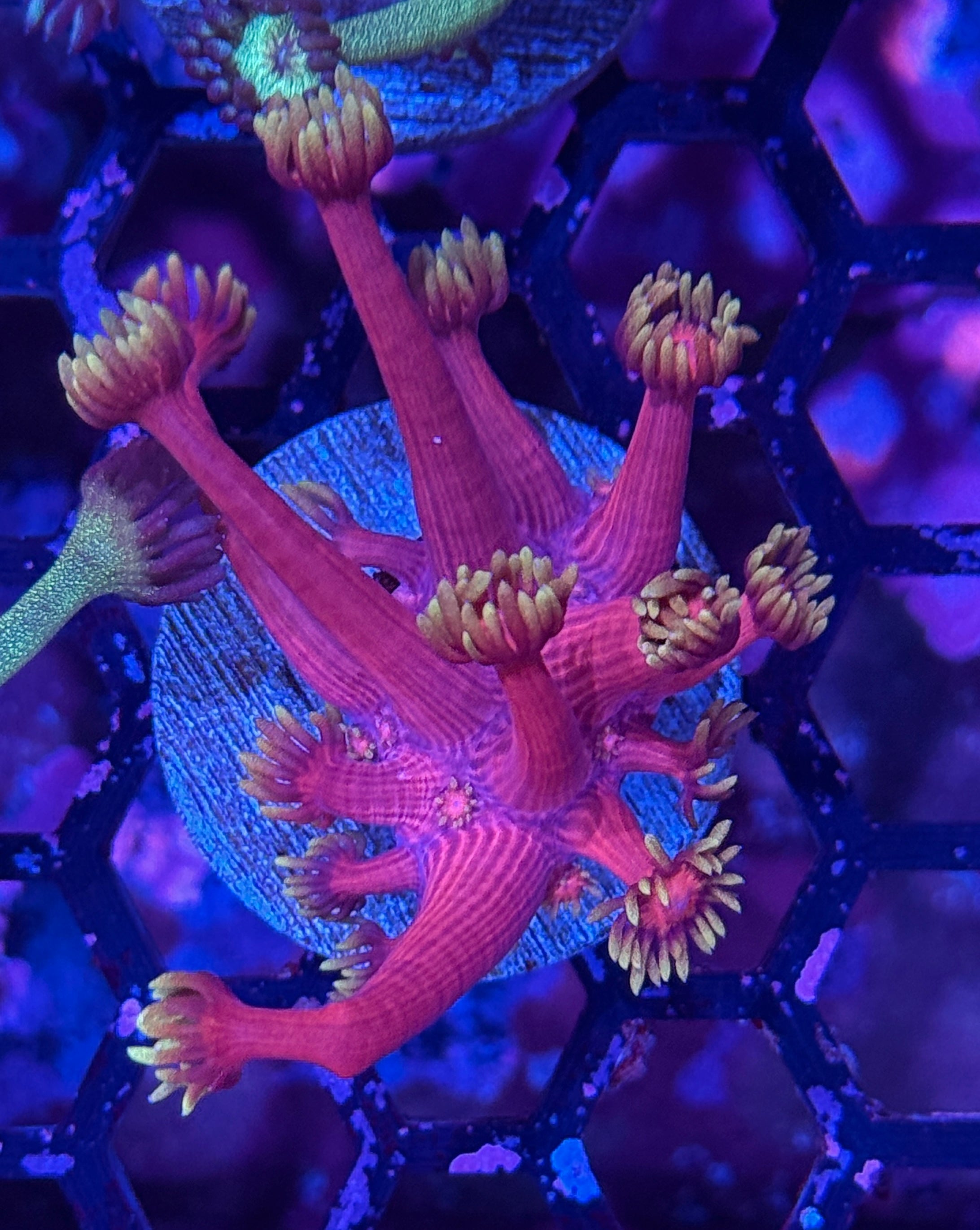 JEA Care Bears Goniopora Coral BRIGHT 7/2