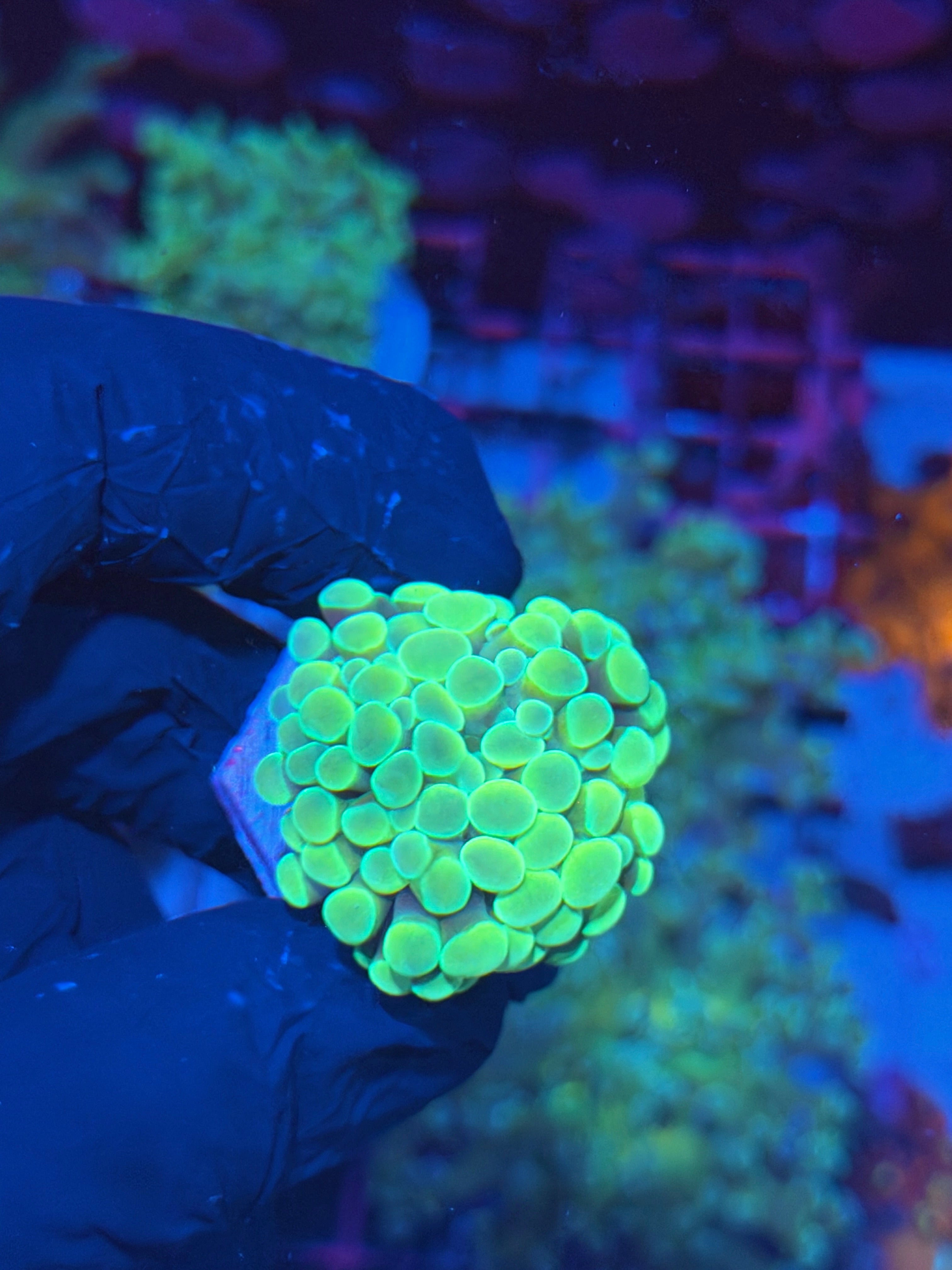 JEA Lemonade Hammer Coral 1 Head 8/1