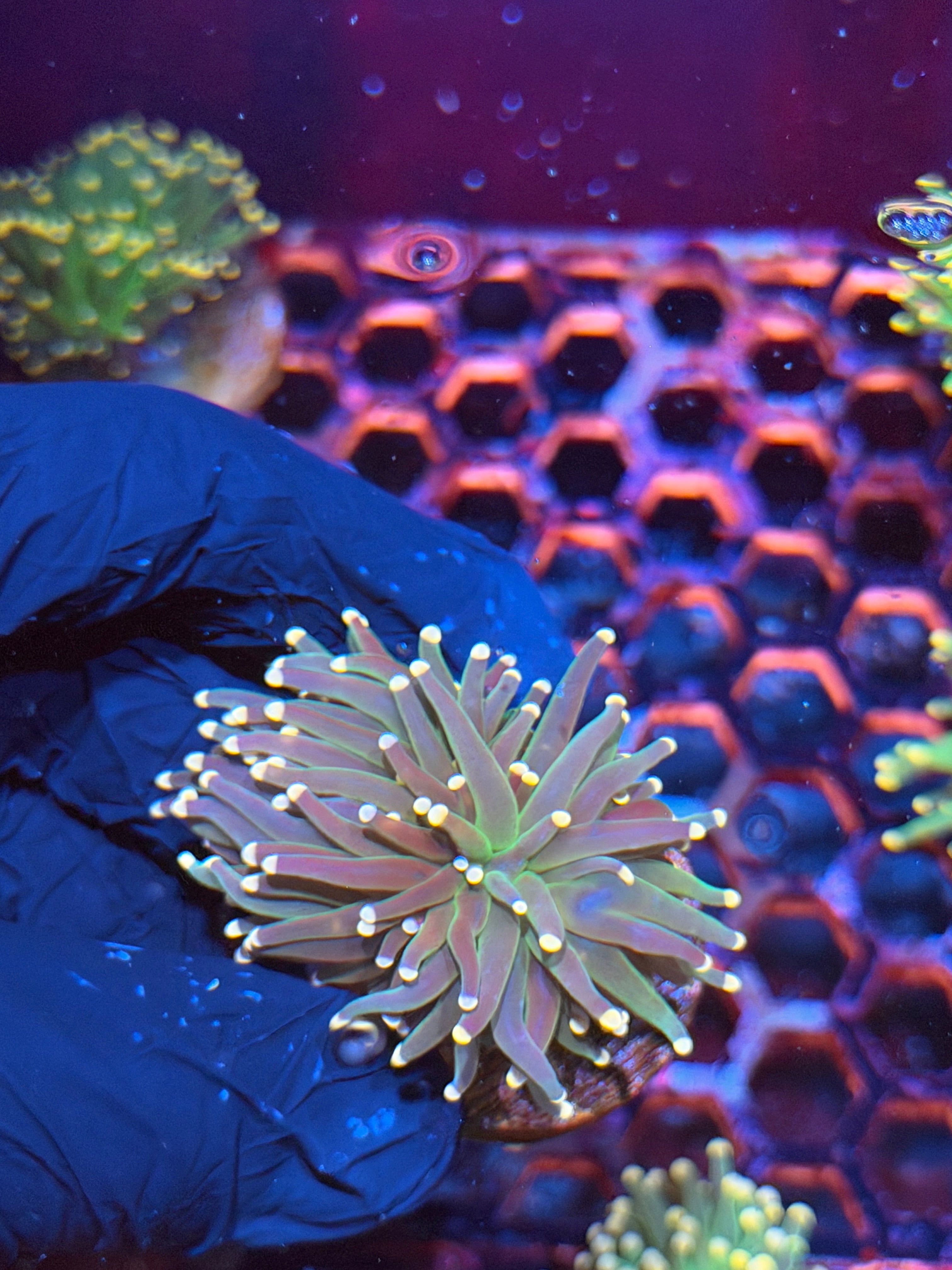 JEA Confetti Torch Coral 2 Heads Splitting 8/29