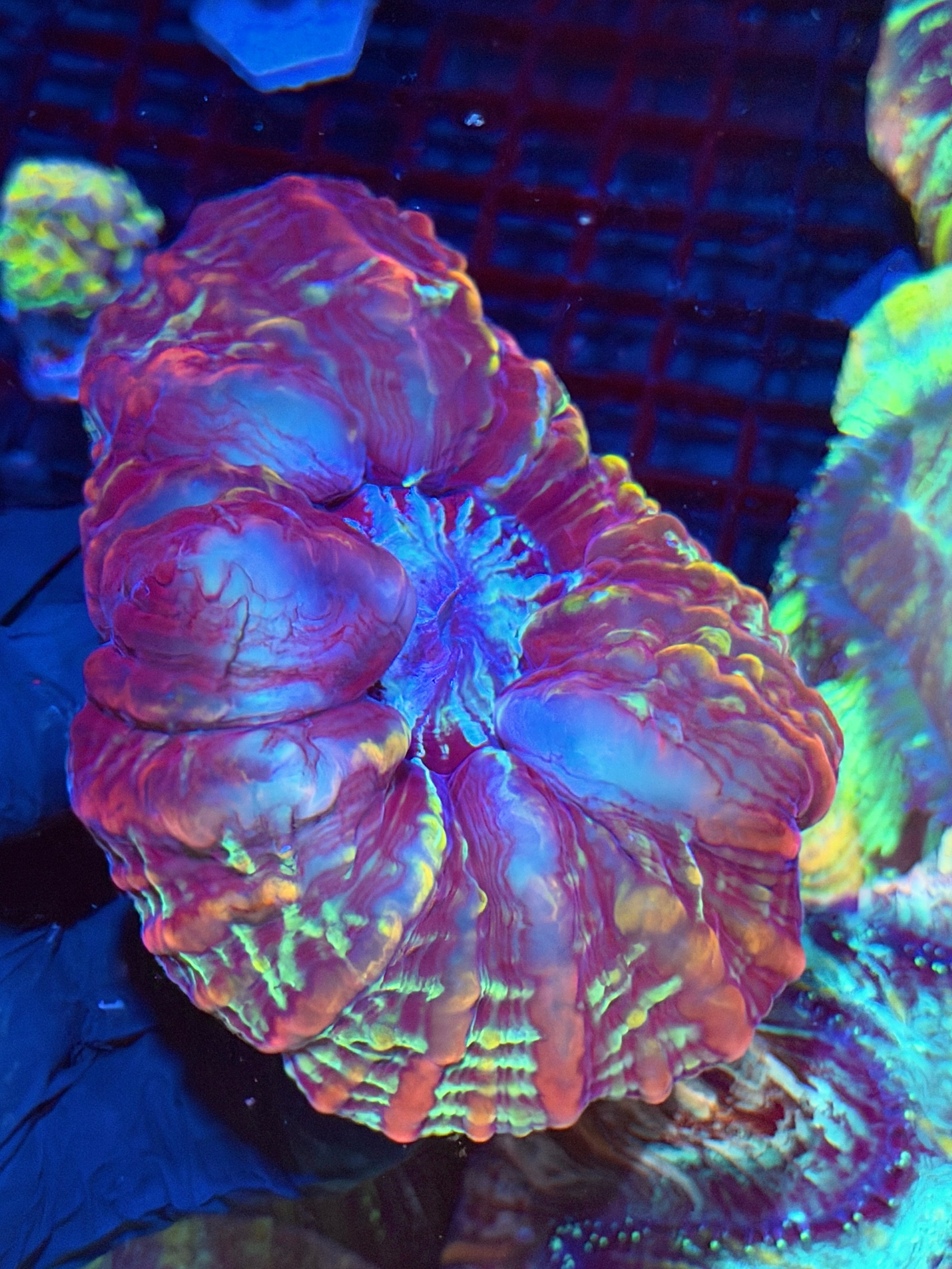 Multi Color Indophyllia Meat Coral XXL