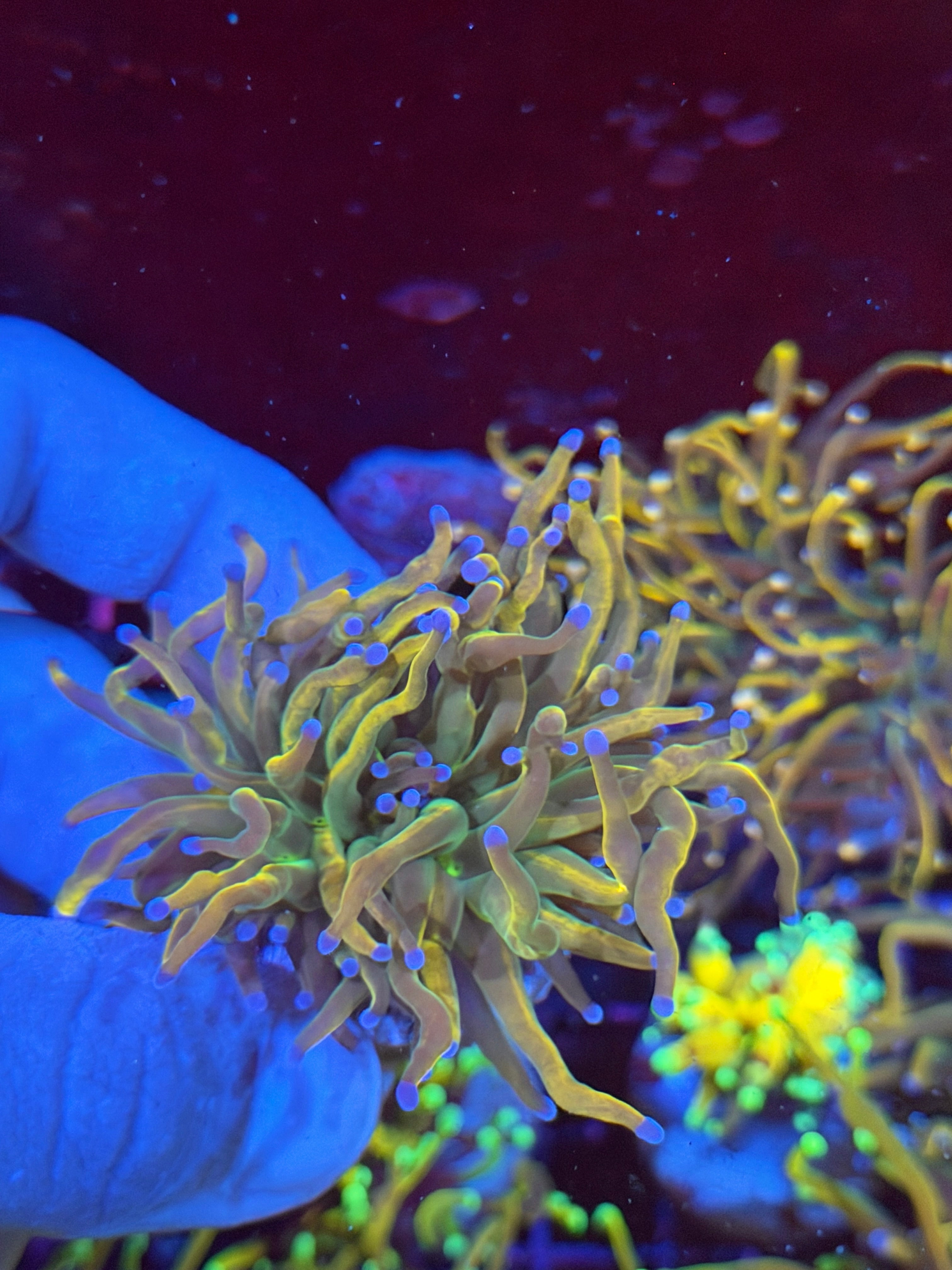 JEA Shiny Dragon Tamer Torch Coral 2 Heads Splitting