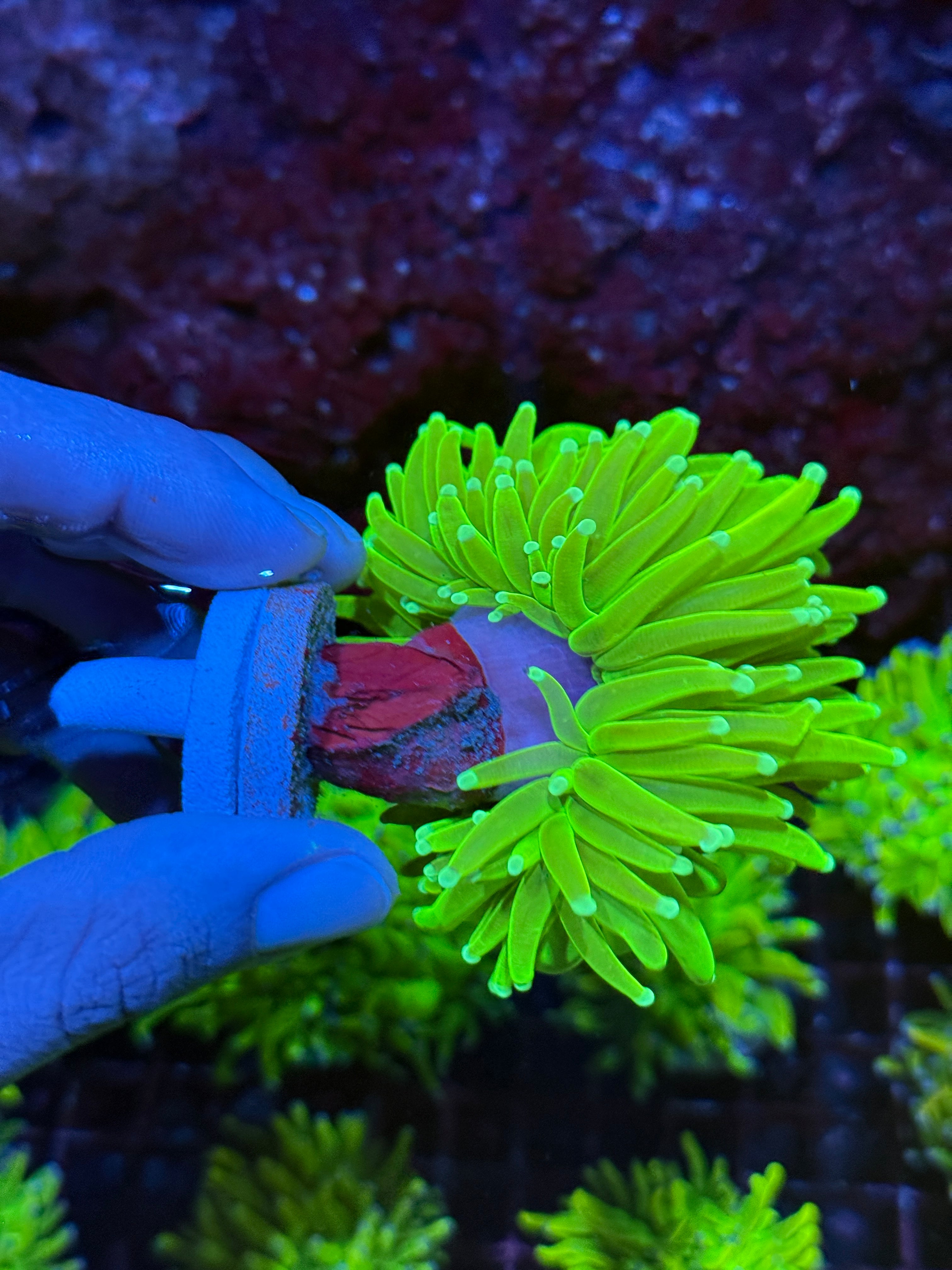 JEA Sunburn Holy Grail Torch Coral 1 XXL Head Show Size BRIGHT