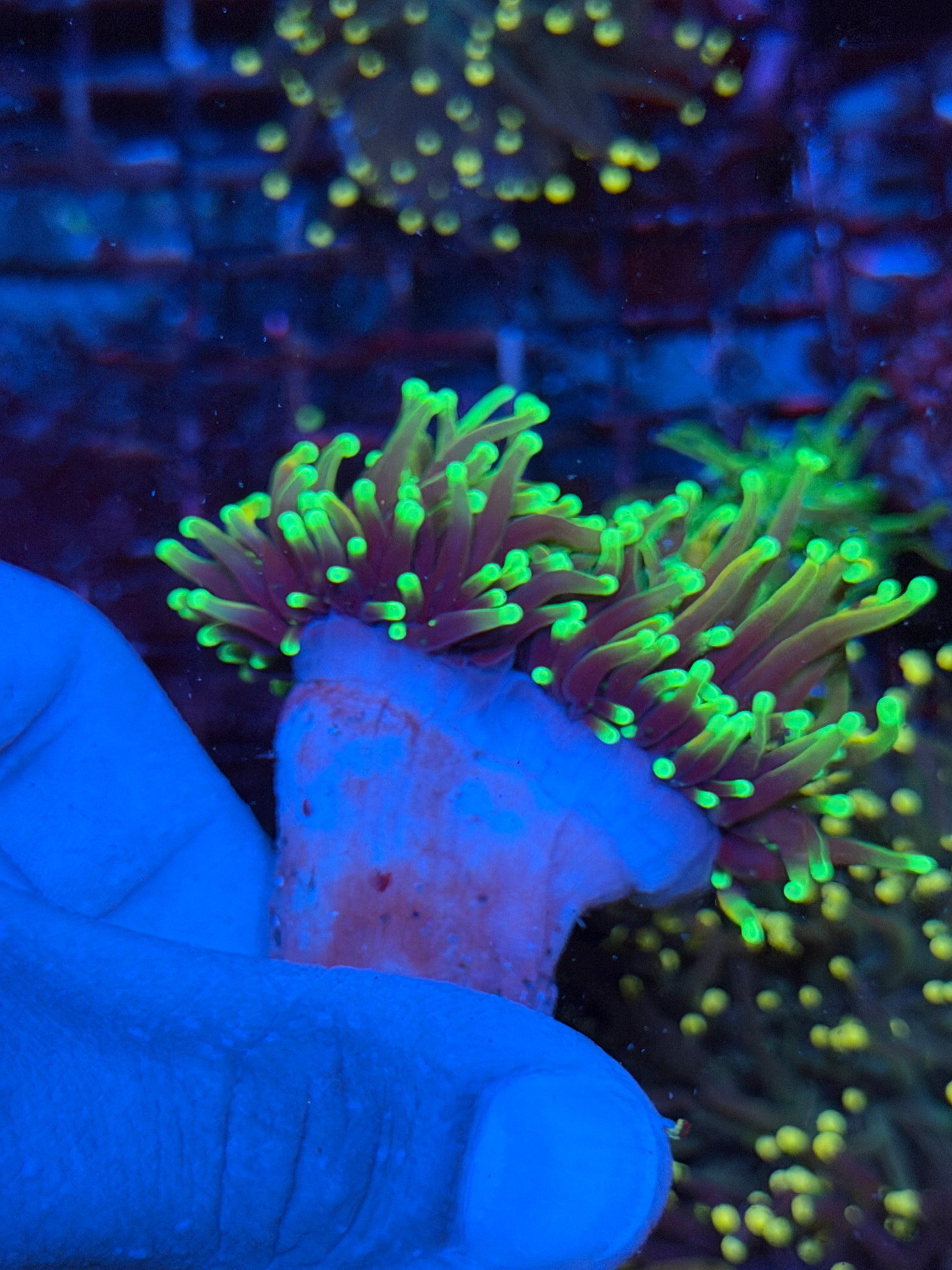 JEA Dragon Fire Torch Coral 2 Heads Splitting XXL