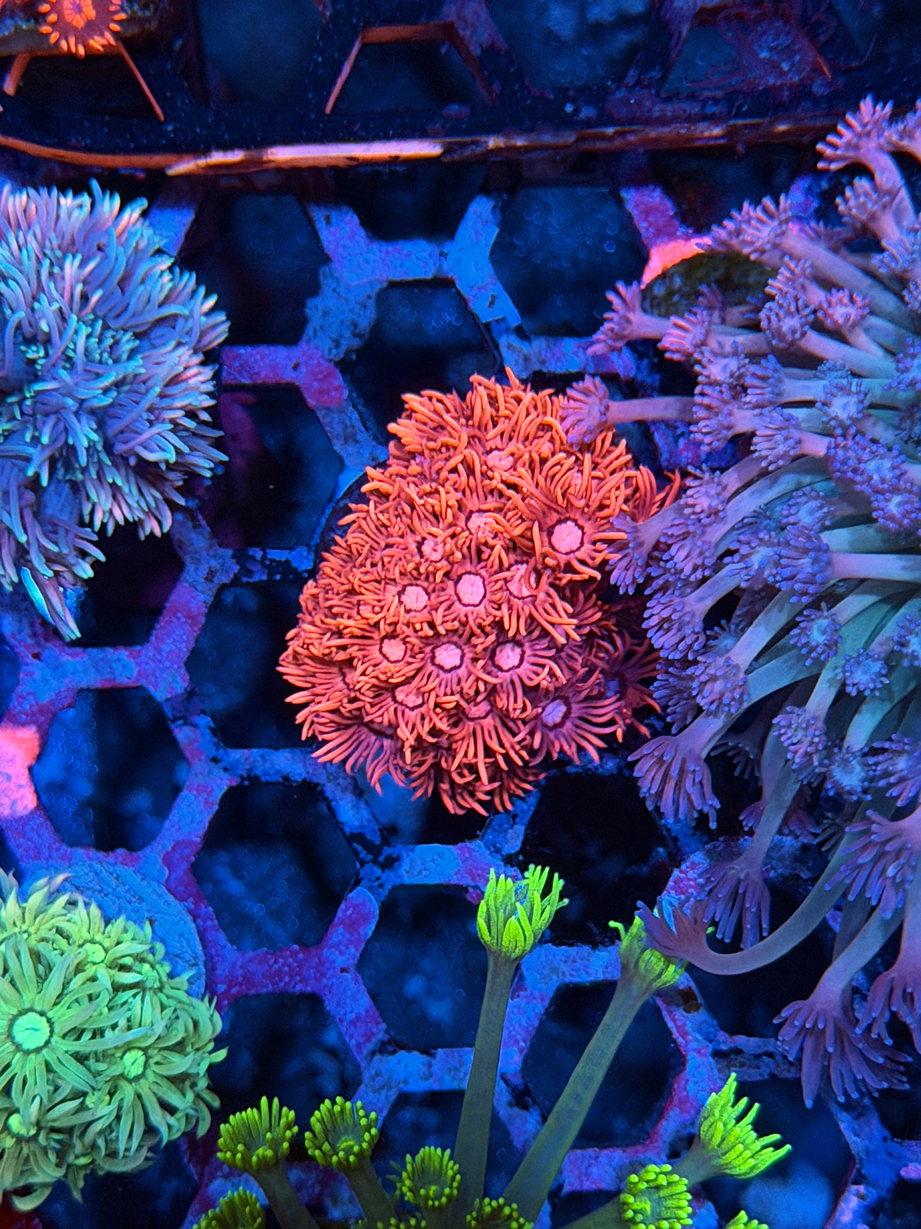 JEA Dante’s Inferno Goniopora Coral