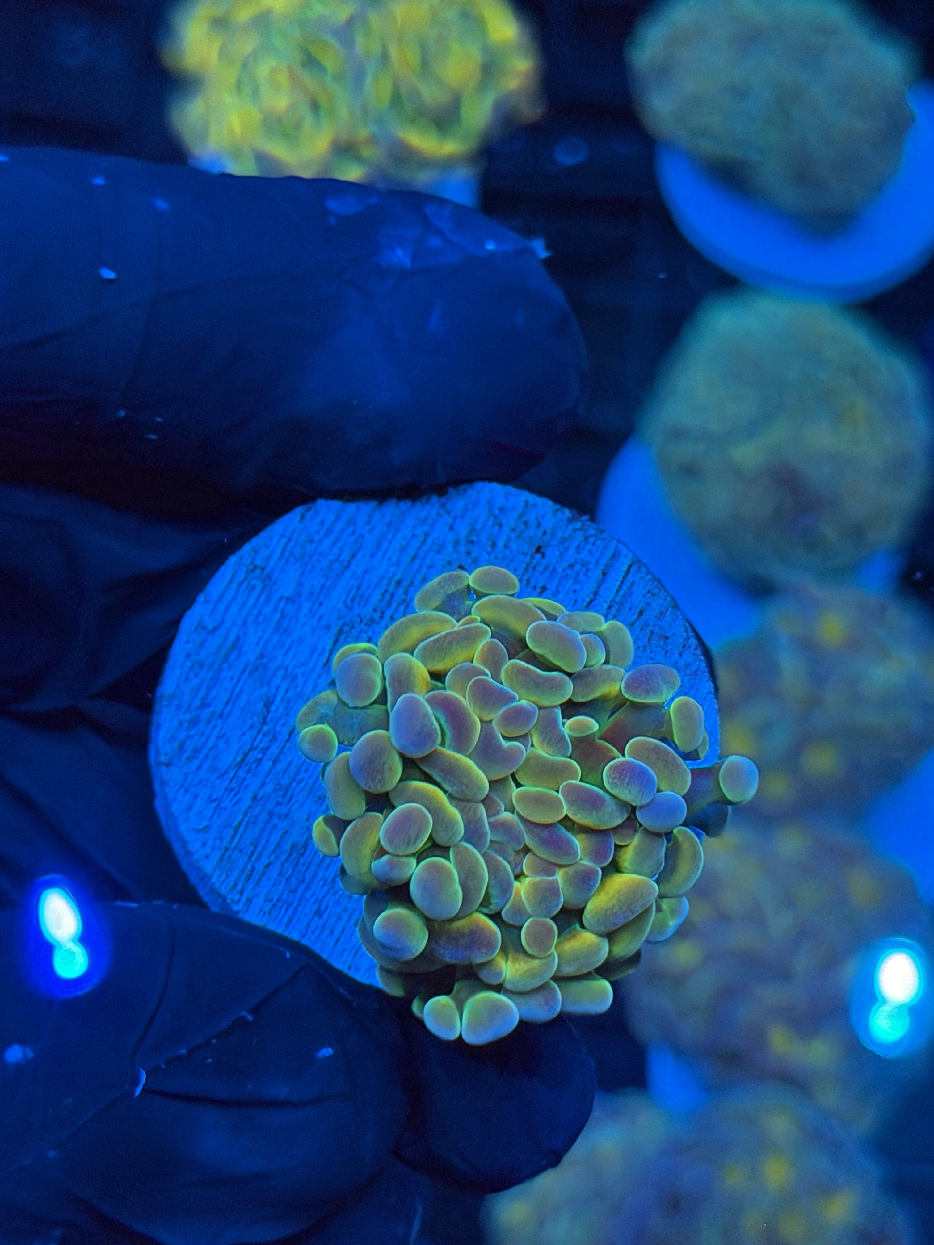 JEA Rainbow Fusion Hammer Coral 1 Head 9/5