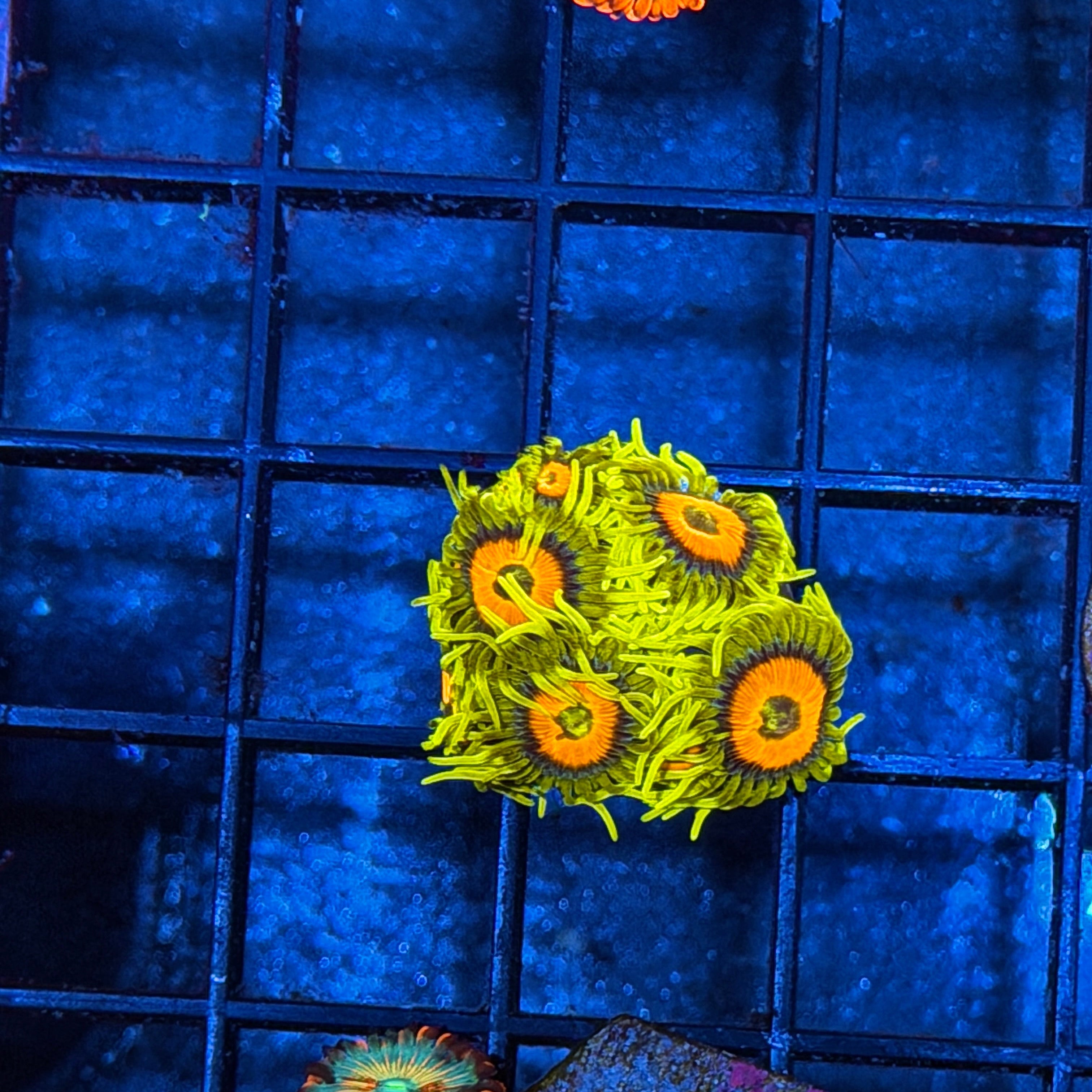 JEA Super Sunflower Zoanthid Coral XL Insanely Bright 6/4