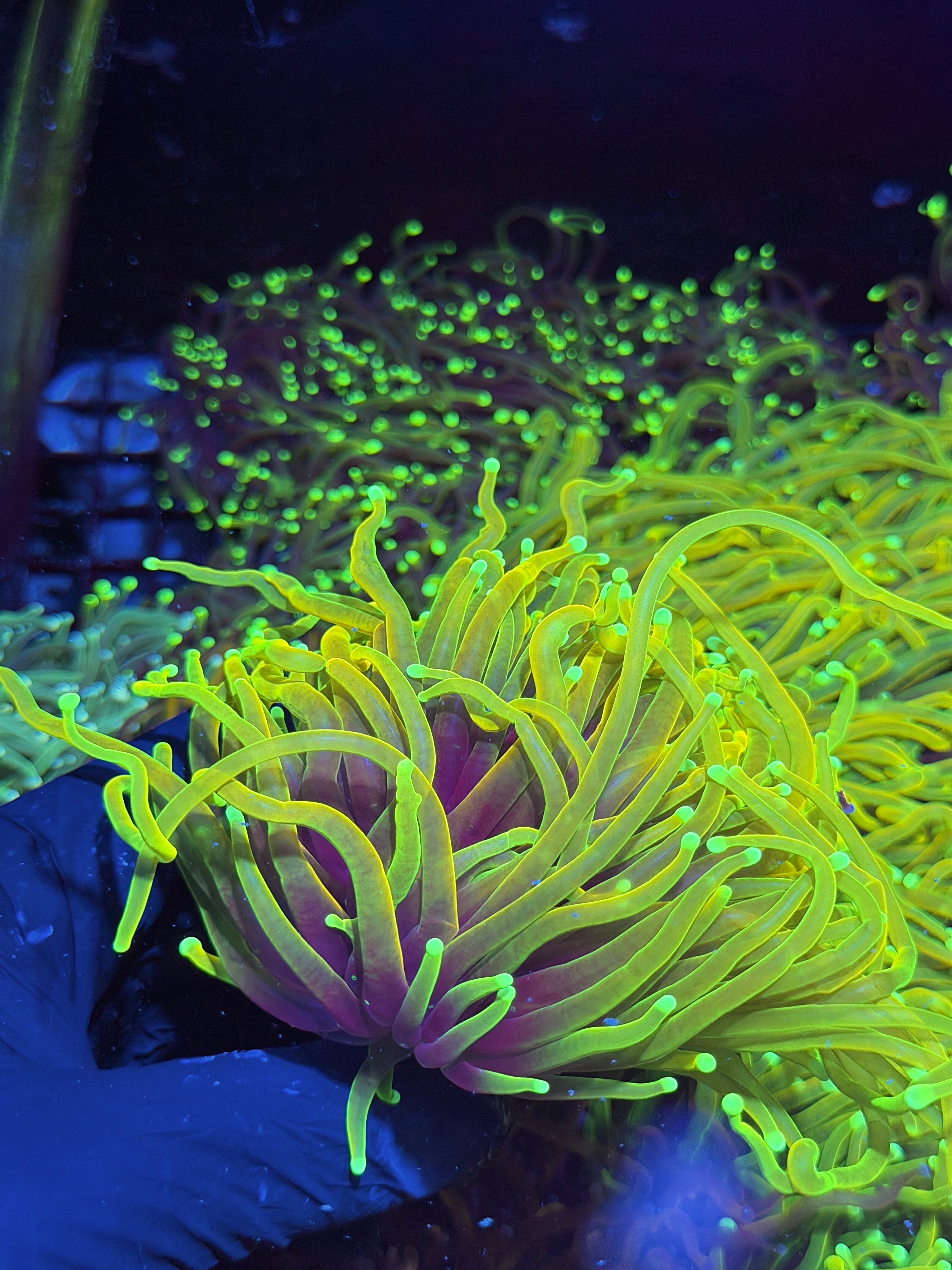 JEA Hellfire Torch Coral 1 XL Head Splitting
