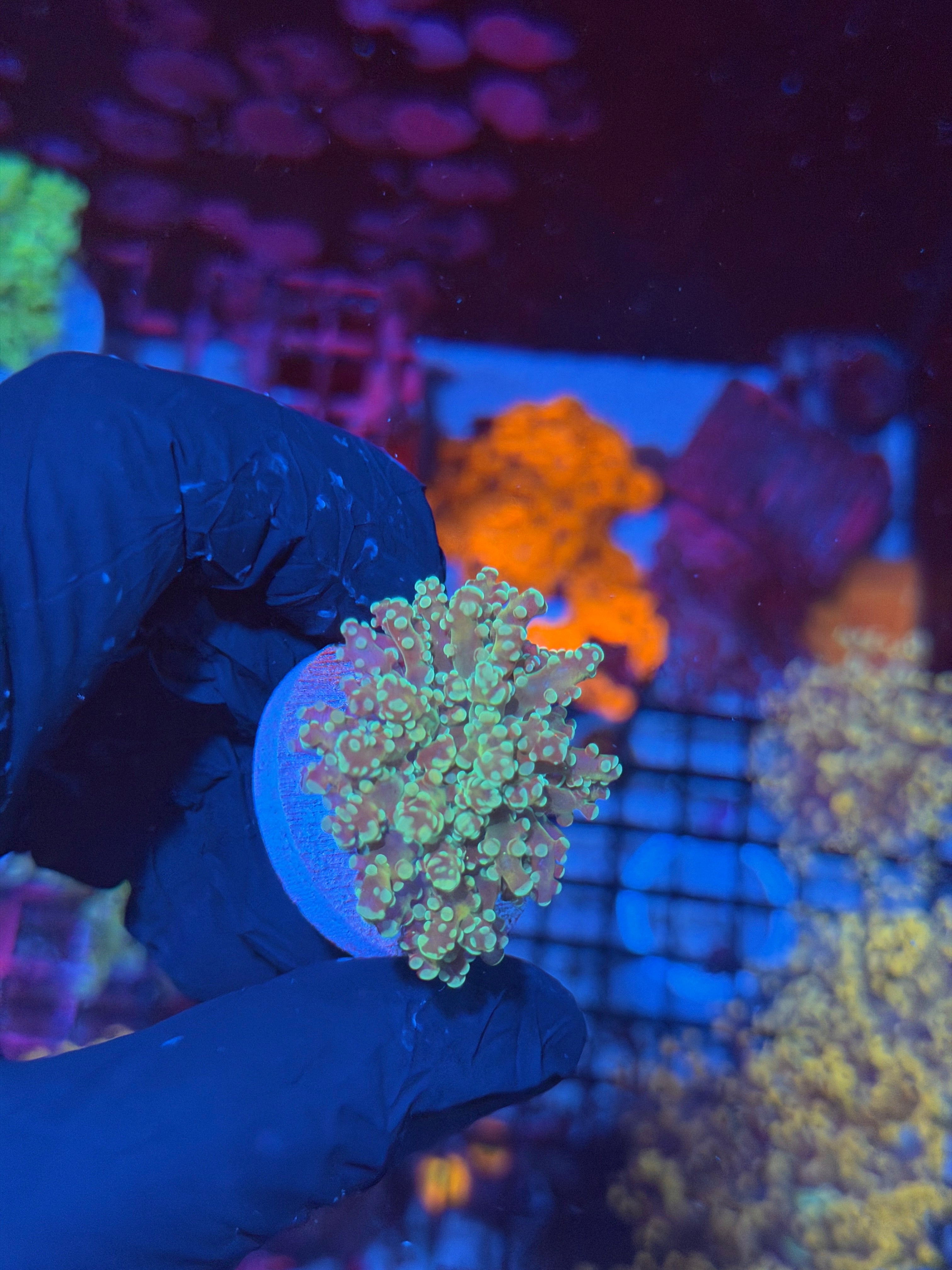 JEA Sour Apple Frogspawn Coral 1 Head 8/1