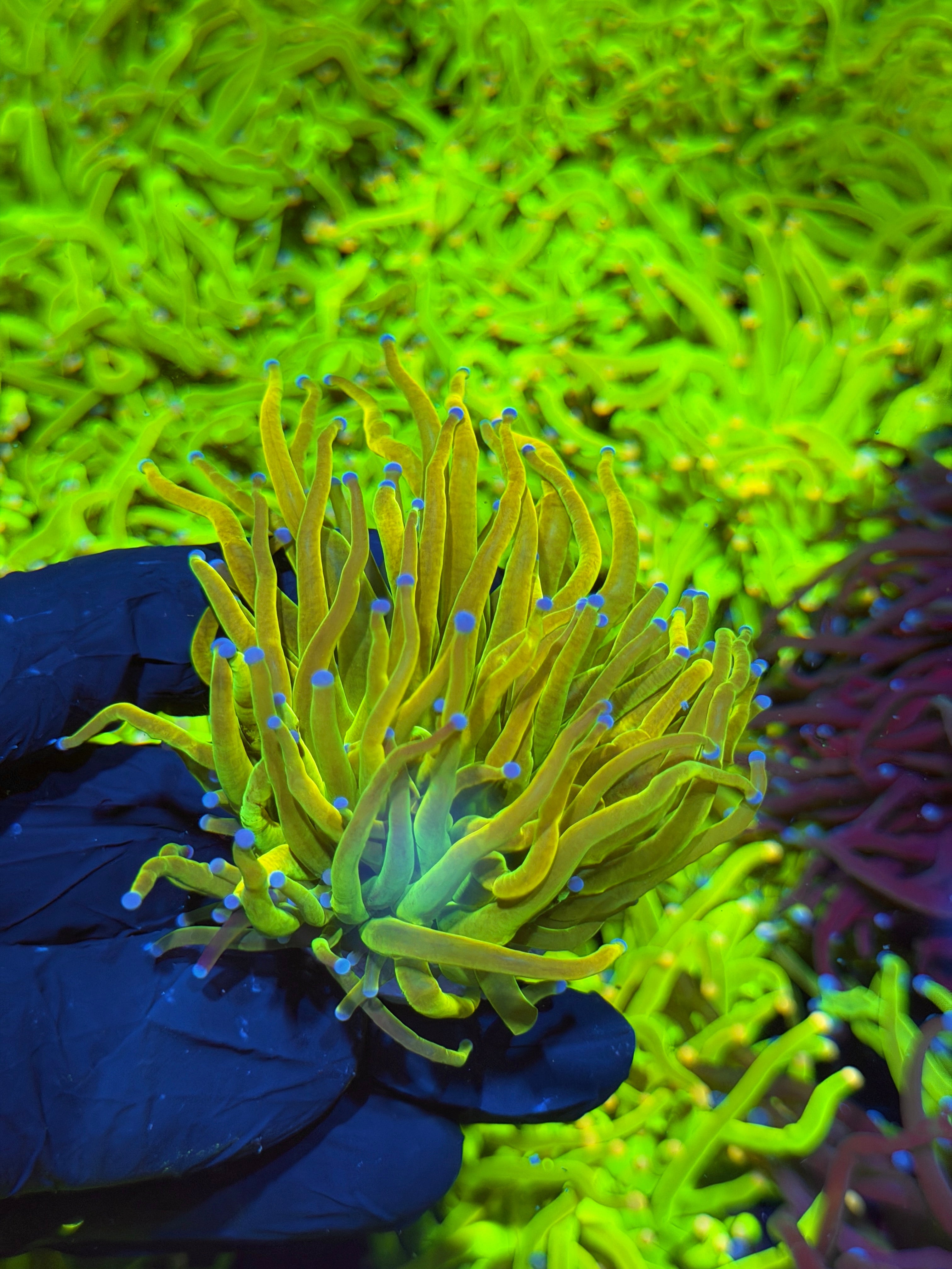JEA Yellow Holy Grail Torch Coral 1 XL Head Splitting 7/15