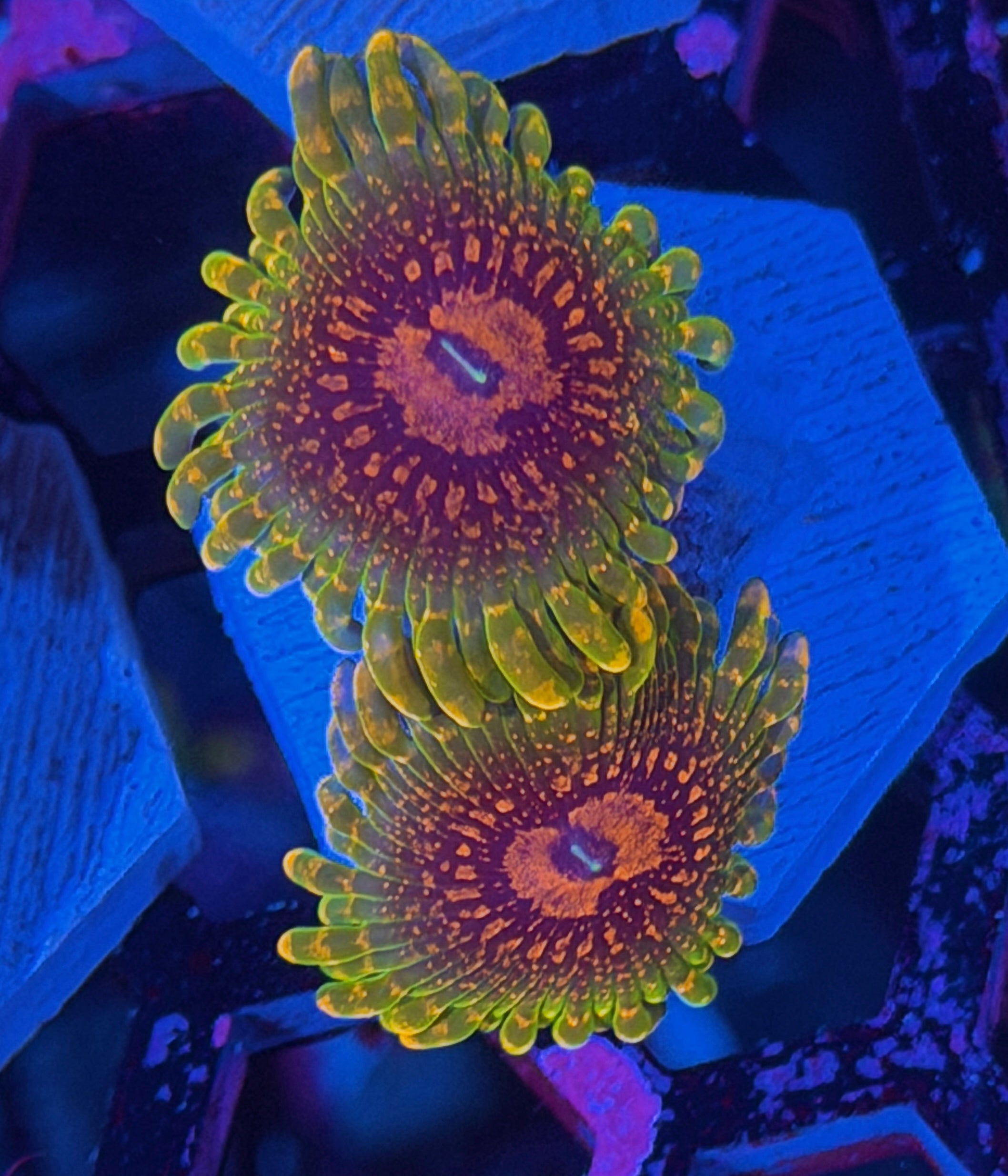GMK Grand Master Krakatoa Zoanthid 2 XL Polyp 11/28