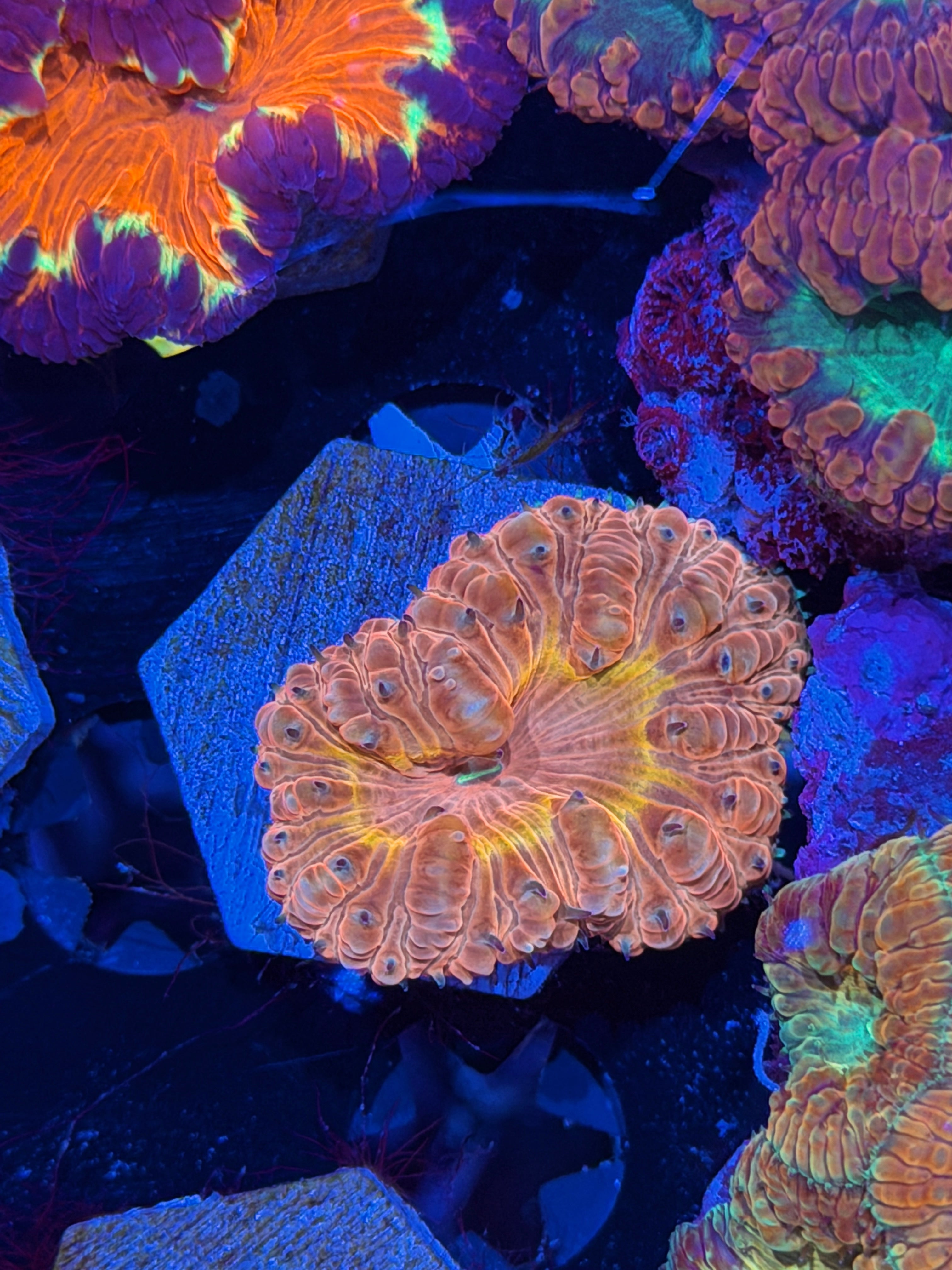 JEA Cyclops Blastomussa Coral 1 XL Head