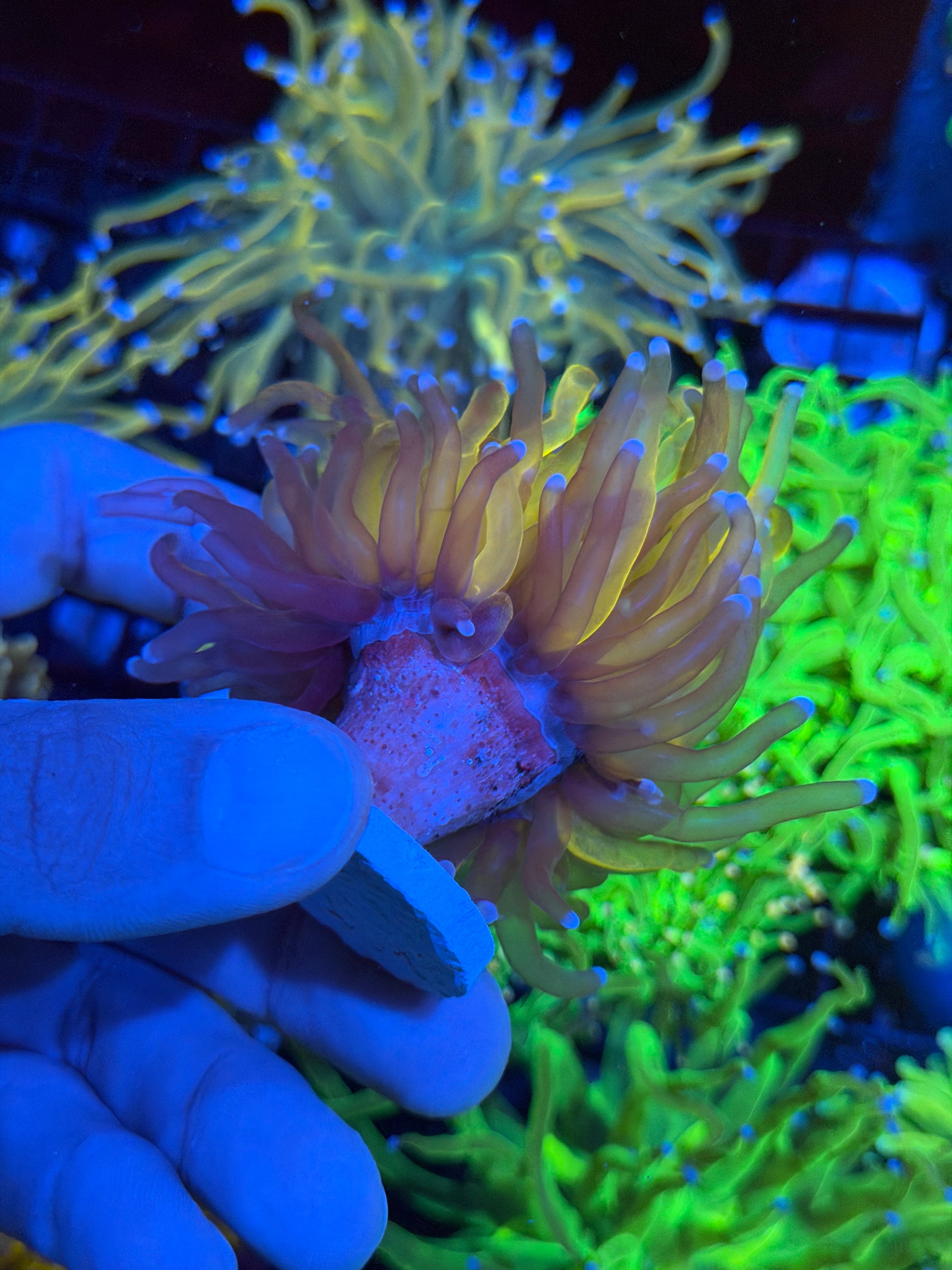 JEA Grafted Orange Tiger Torch Coral 1 XL Head Show piece 9/5