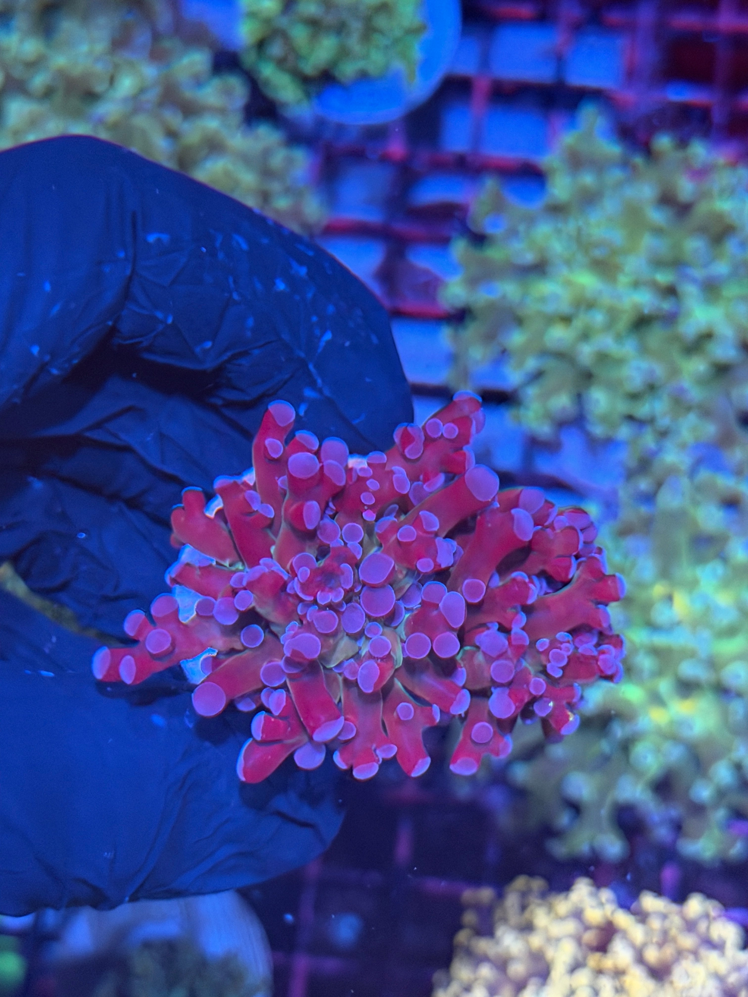 JEA Mardi Gras Frogspawn Coral 2 Heads 8/1