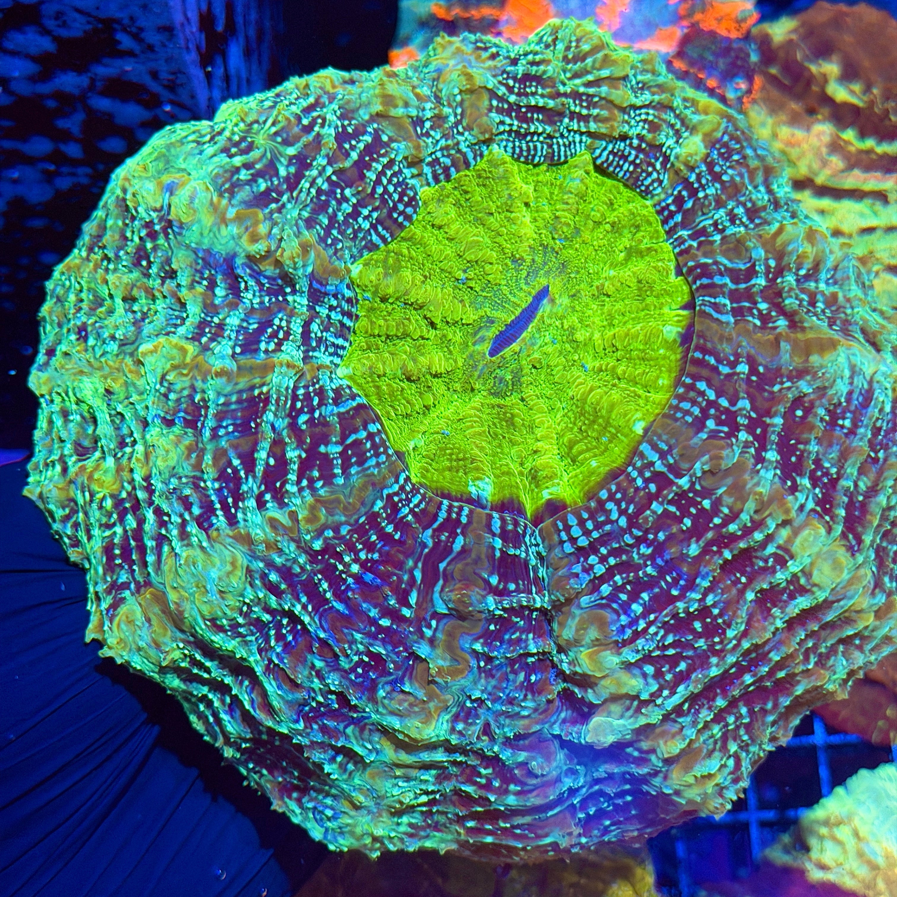 Jay's Exotic Corals