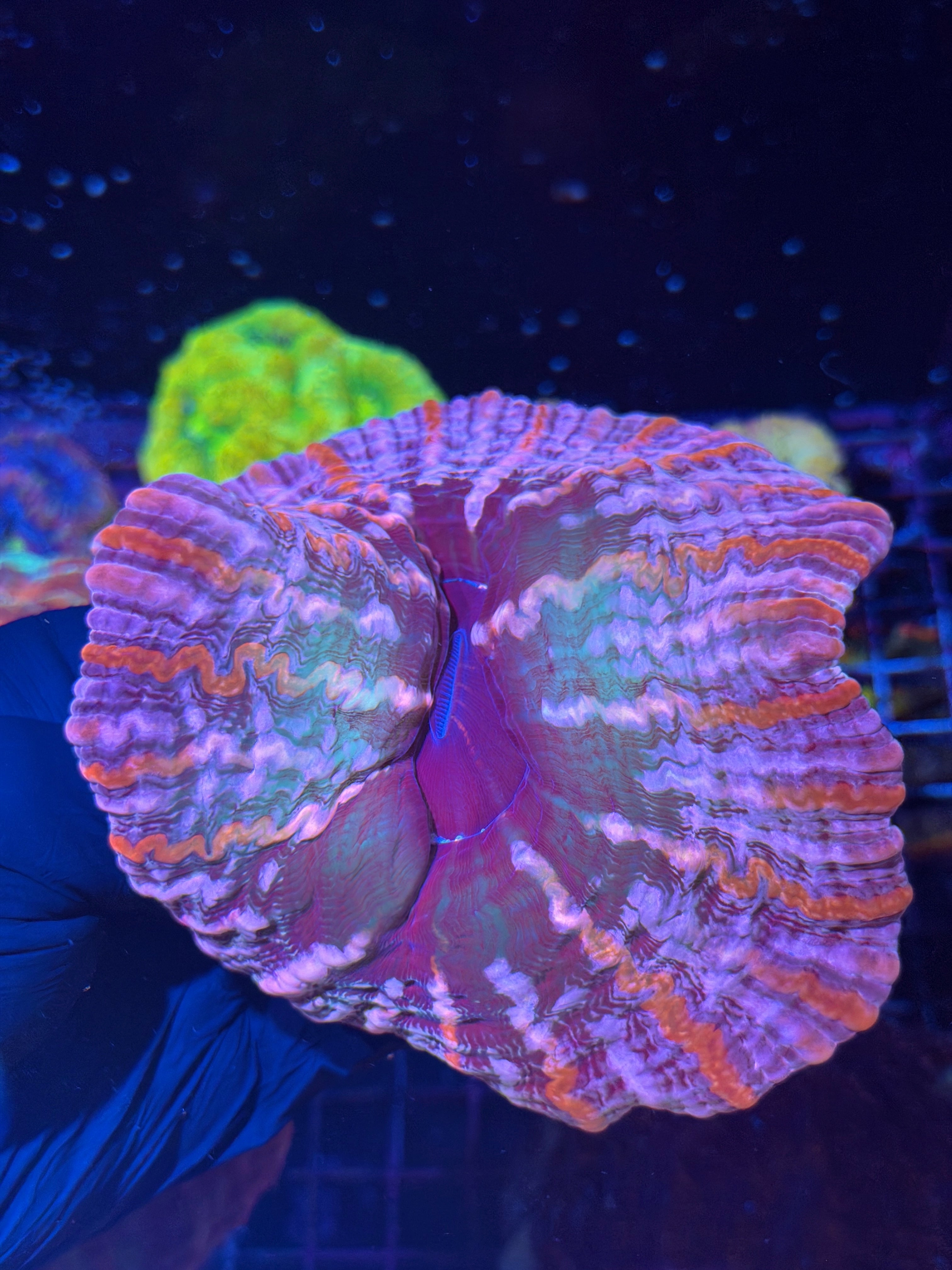 Insane Purple / Multicolor Indophyllia XL