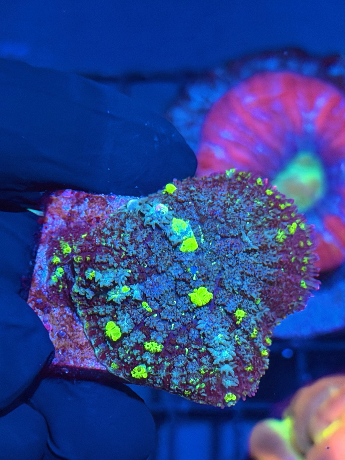 JEA Biohazard Bounce Mushroom Coral XL 9/28