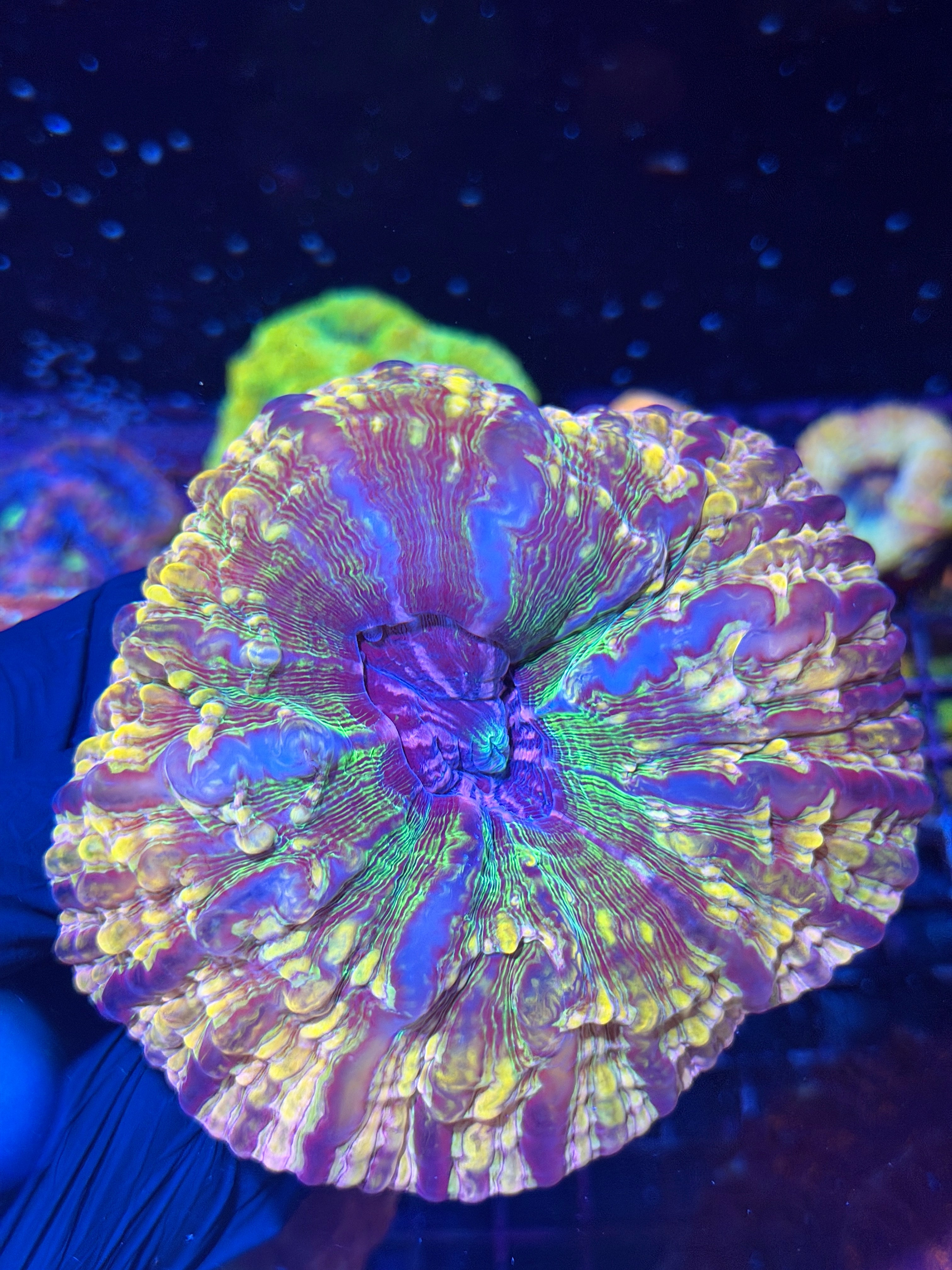 Unique Indophyllia Meat Coral Show Piece