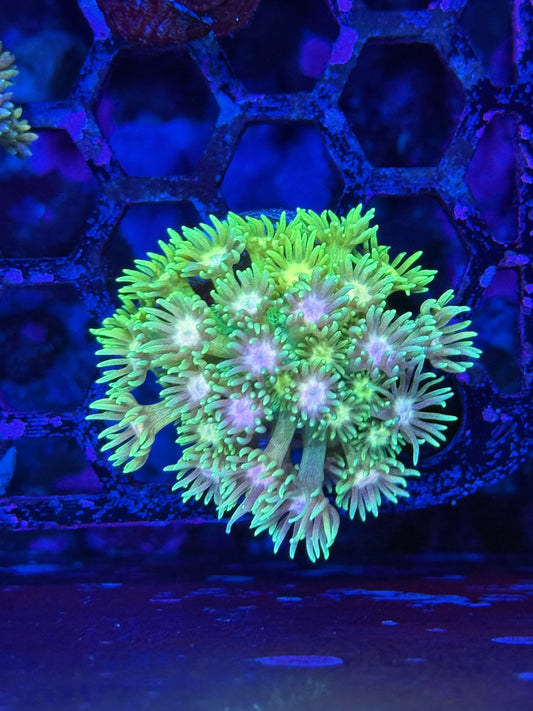 JEA Rainbow Icee Goniopora Coral
