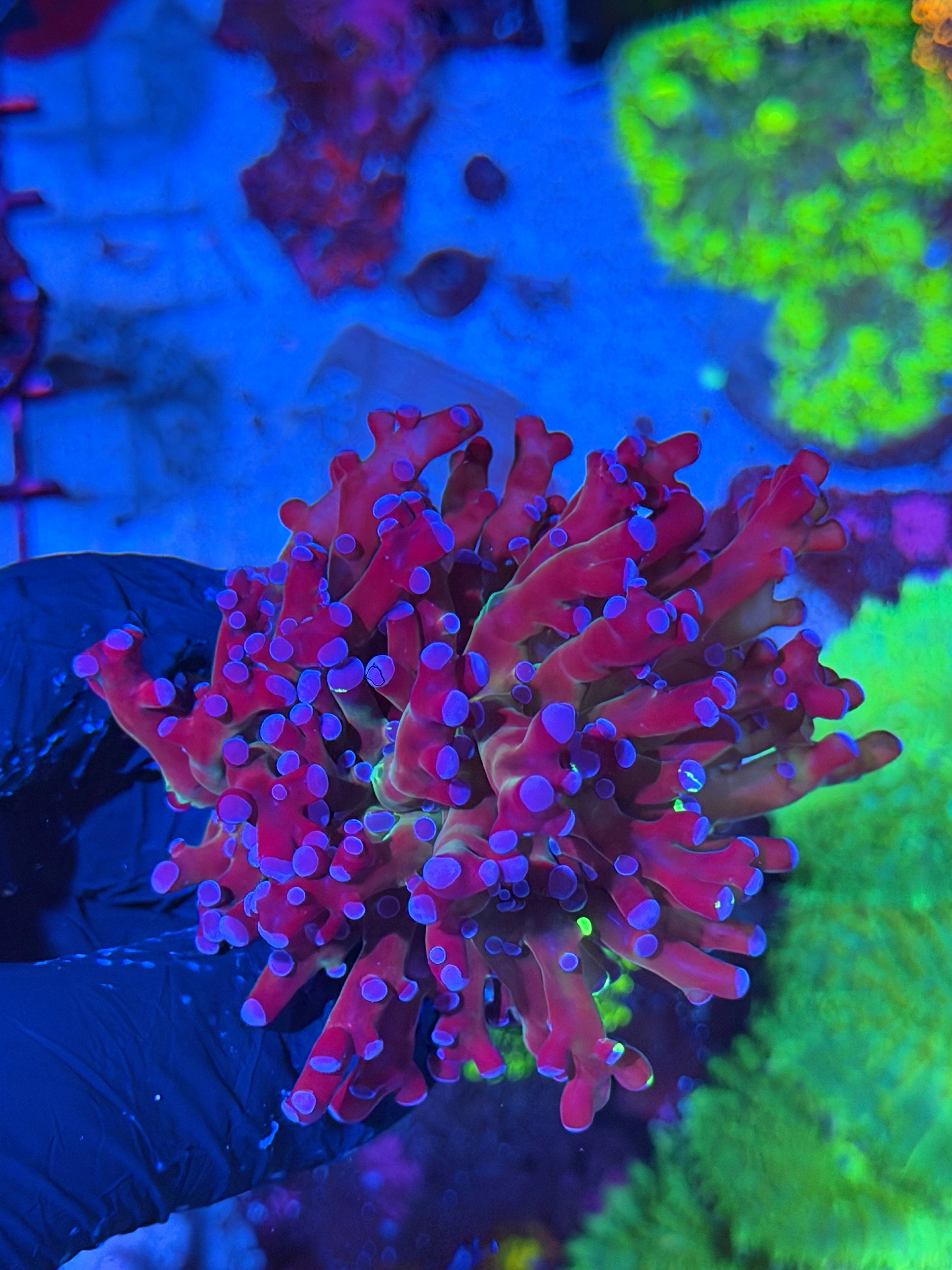 JEA Mardi Gras Frogspawn Coral 1 XL Head