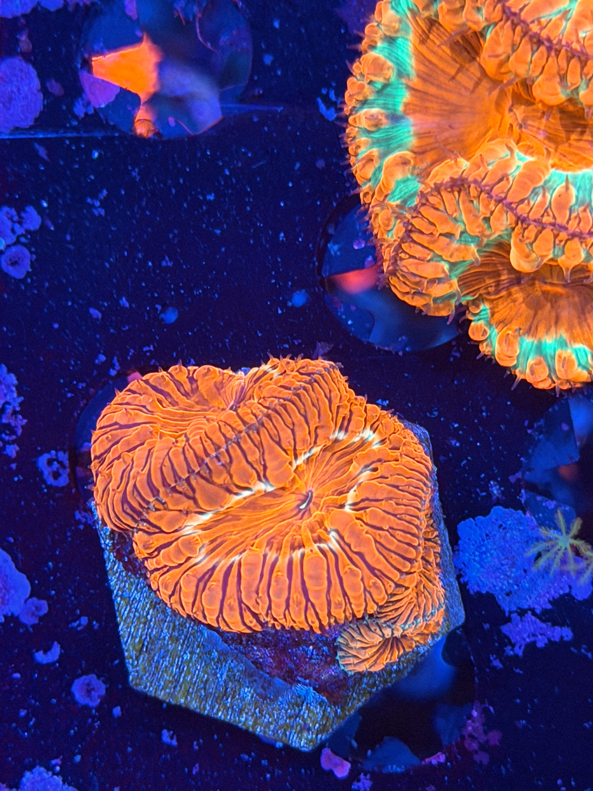 JEA Rocket Pop Blastomussa Coral 3 Heads