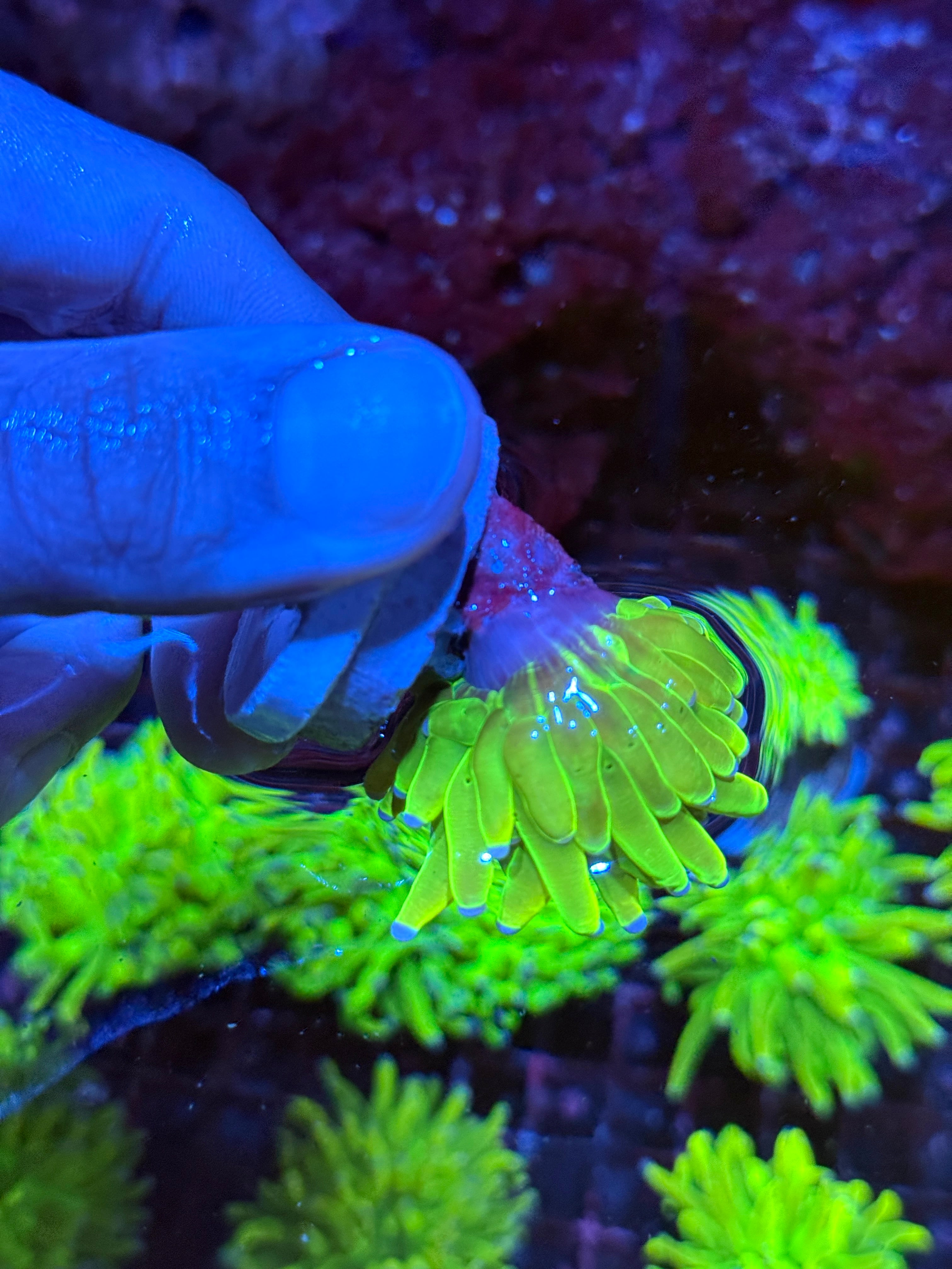 JEA Yellow Holy Grail Torch Coral 1 XL Head