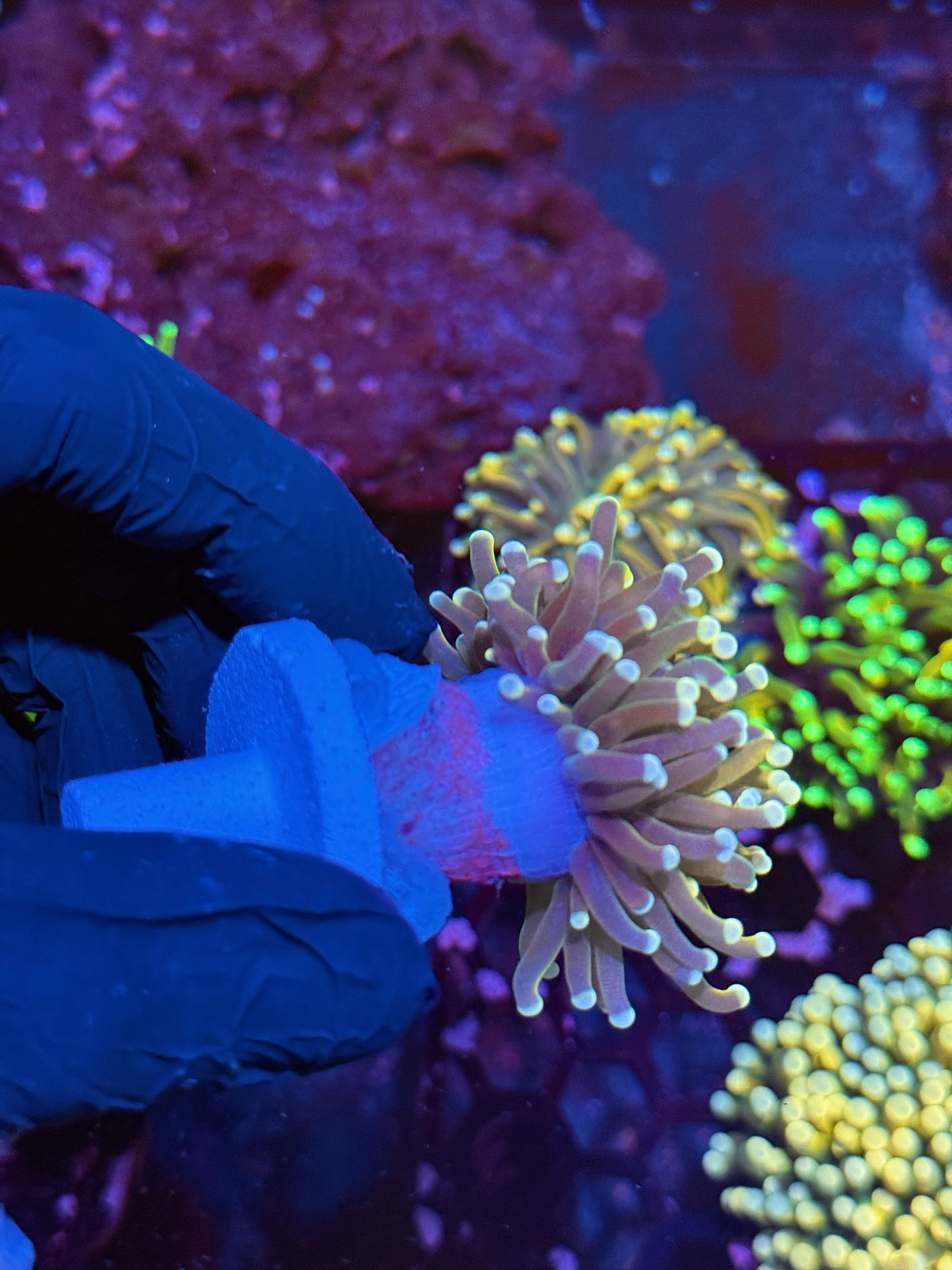 JEA Banana Torch Coral Variant 1 XL Head