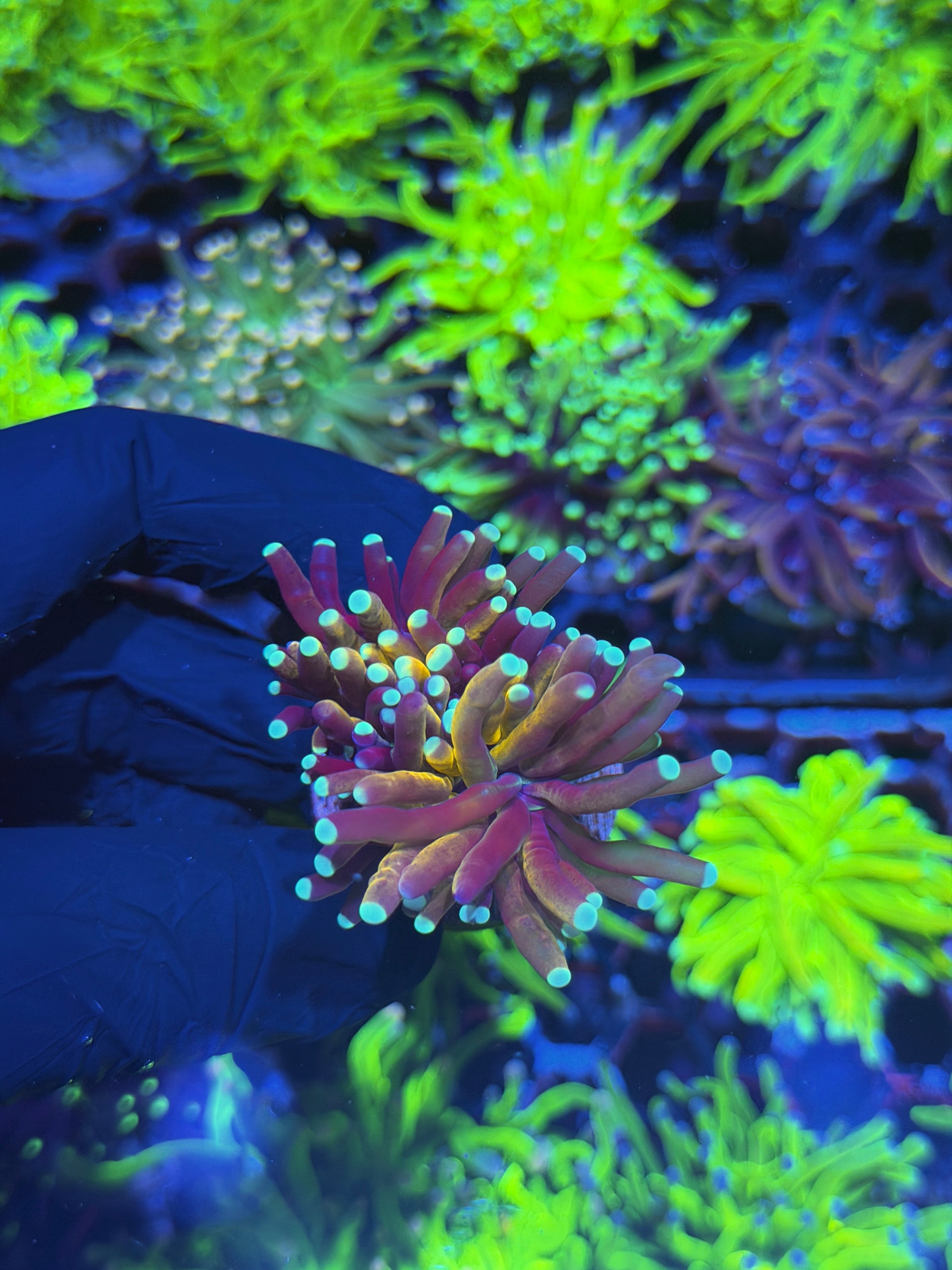 JEA Tiger 2.0 Torch Coral 1 XL Head Splitting 7/31