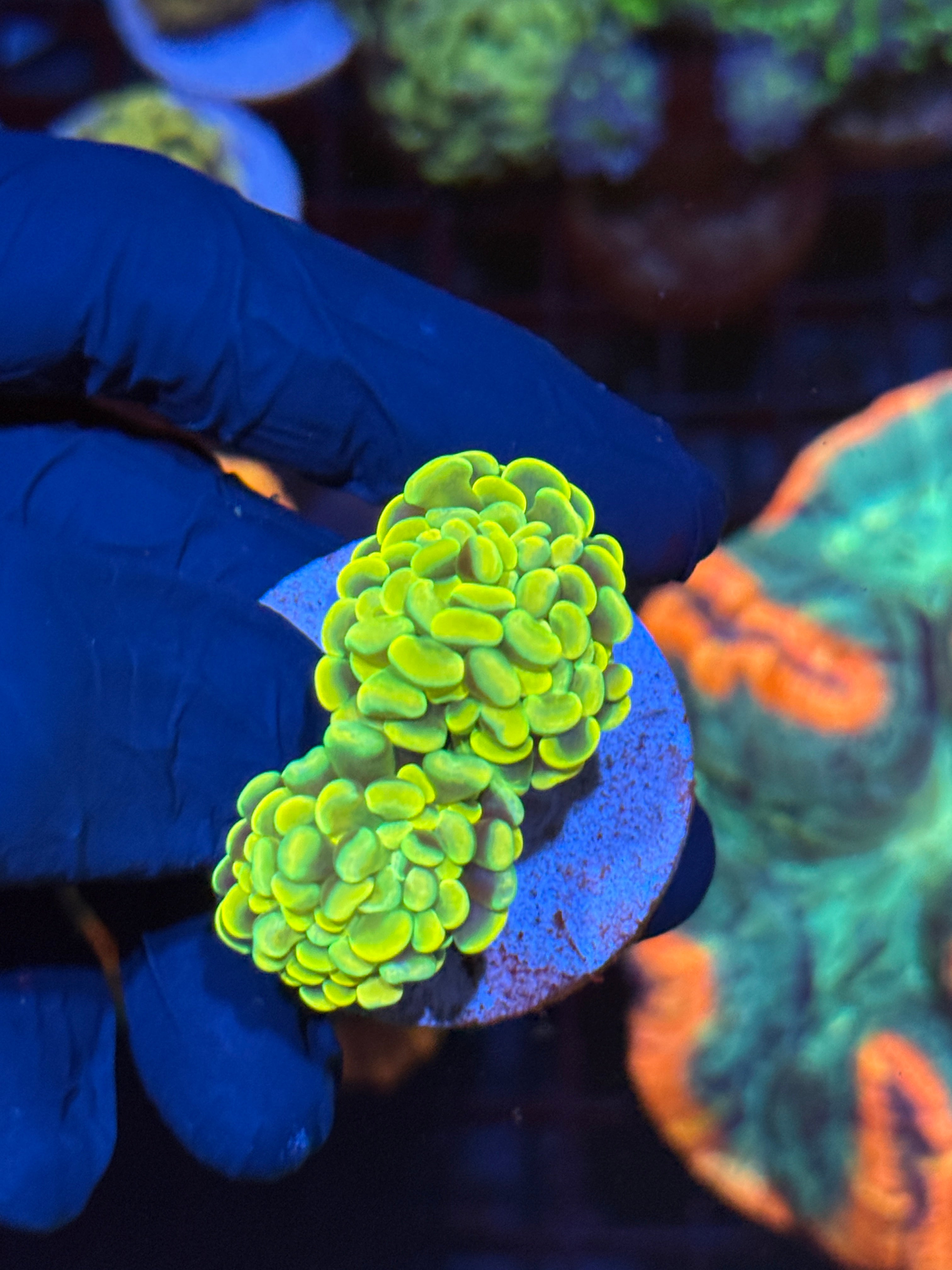 JEA Holy Hammer Coral 2 Heads BRIGHT