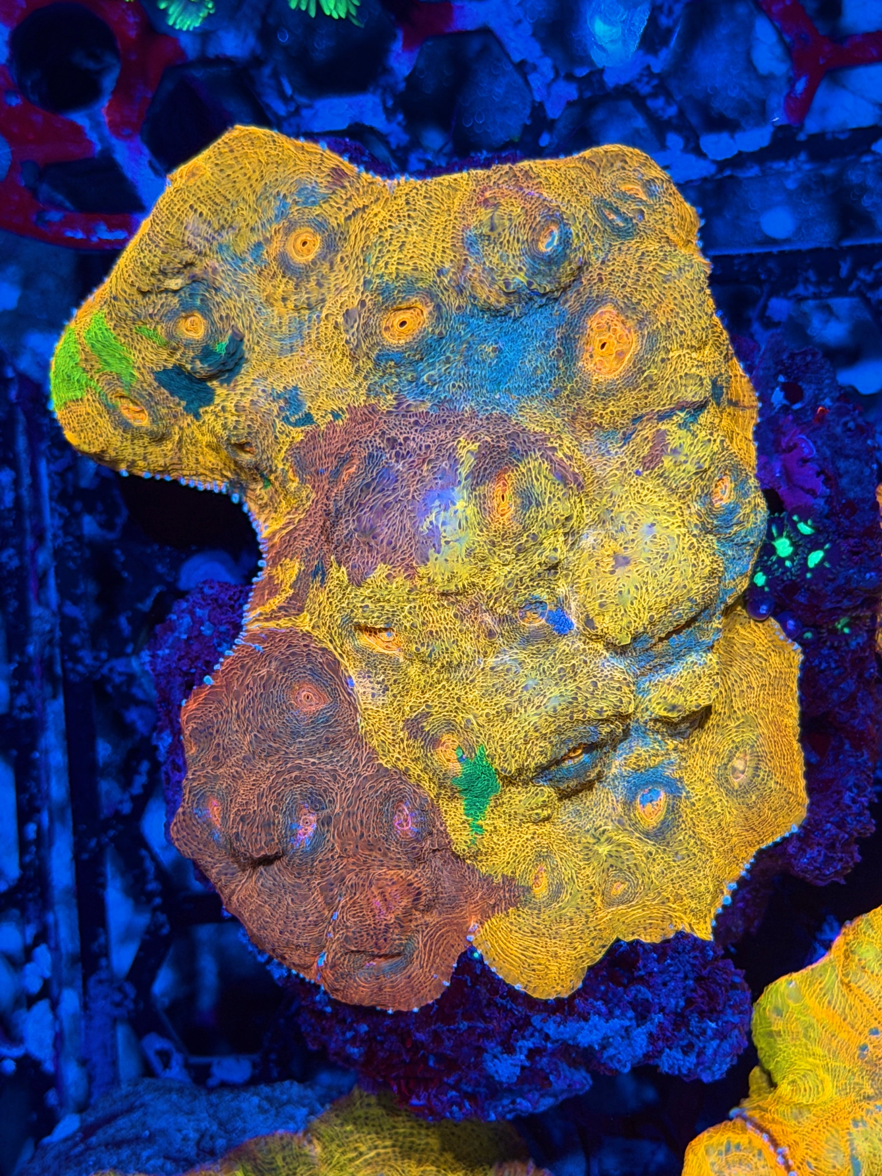 JEA Rainbow Meltdown Chalice Colony  XXXXL Show Piece
