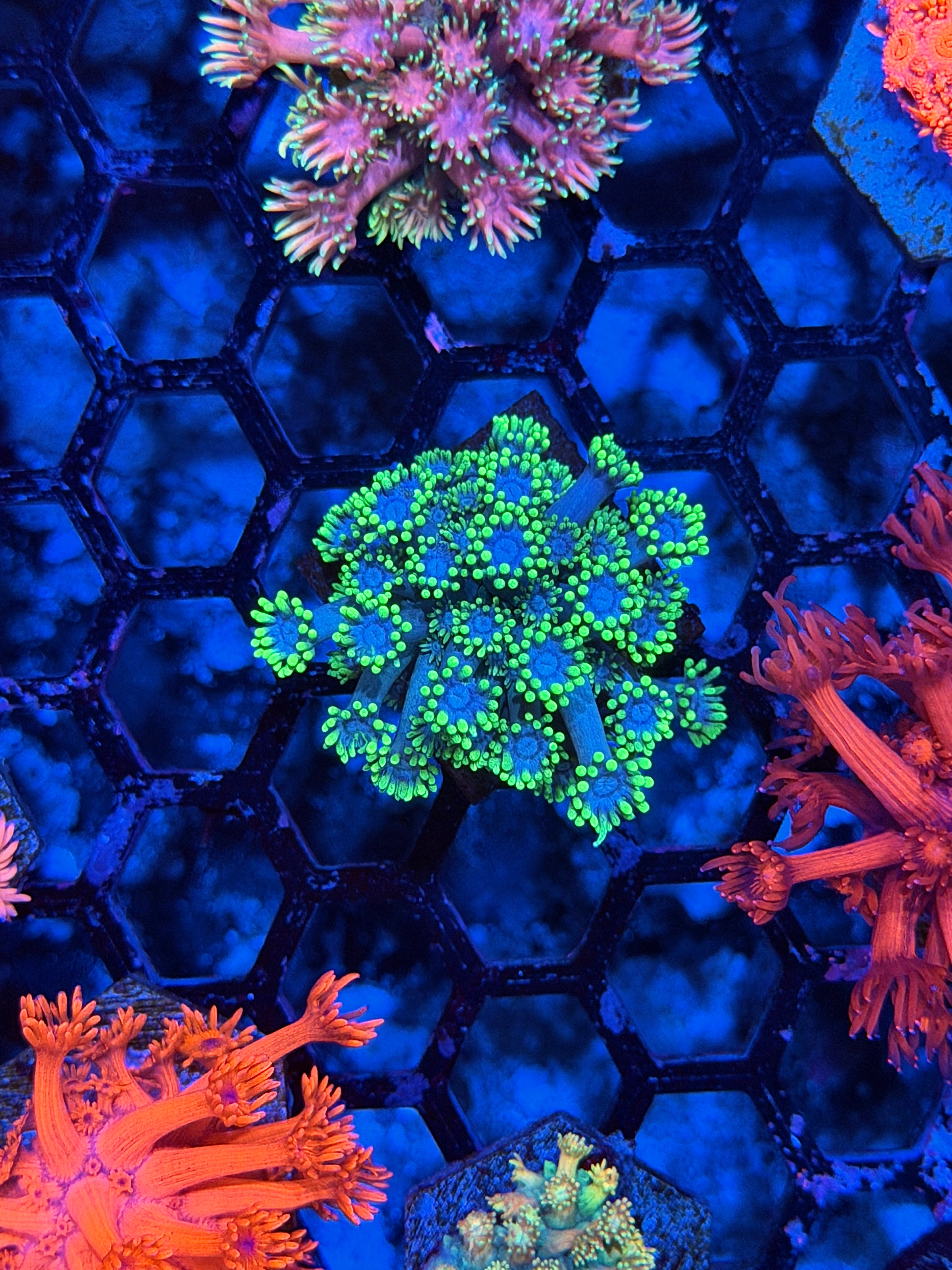 JEA Blue Magic Goniopora Coral