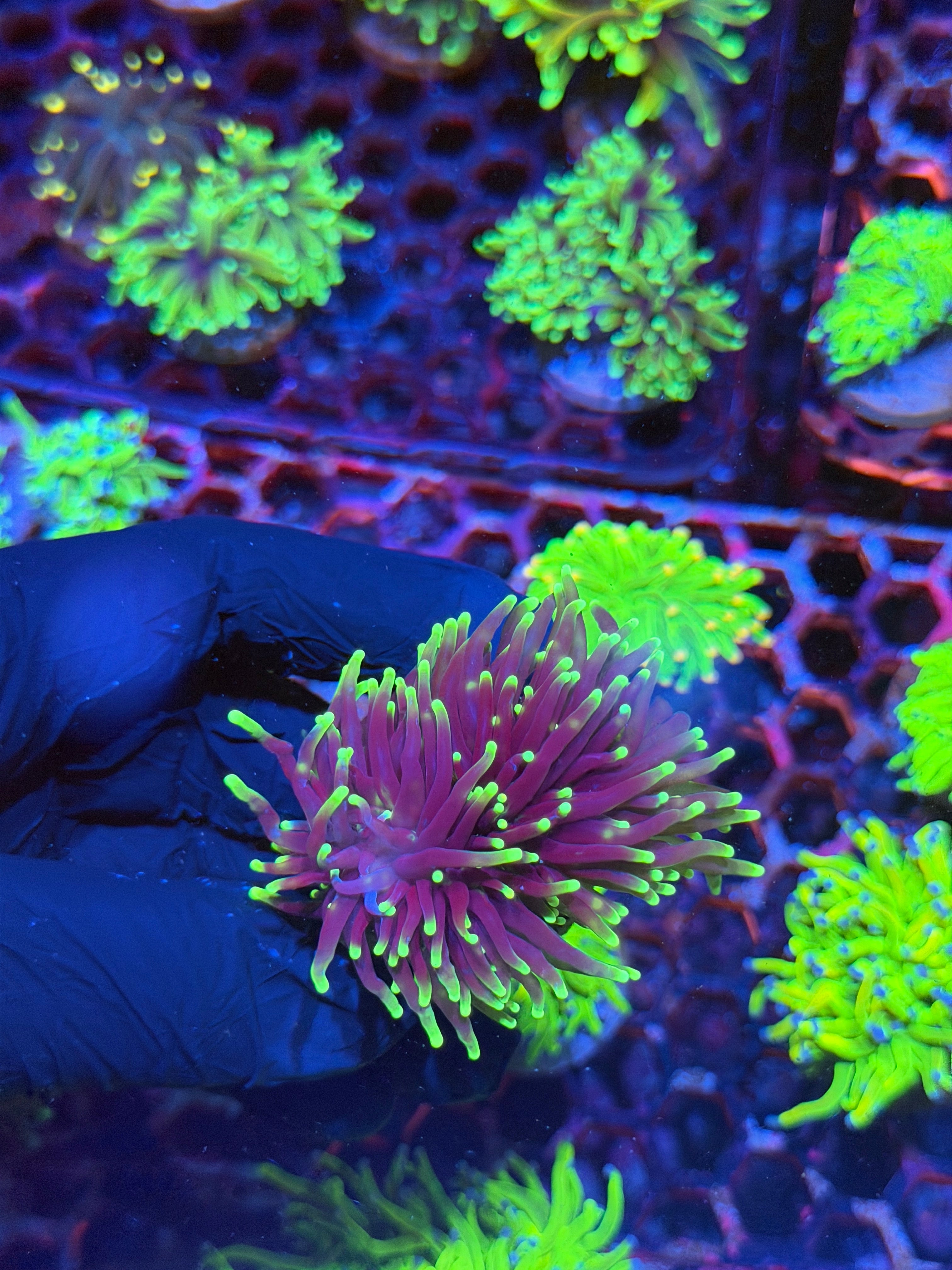 JEA Grim Reaper Torch Coral 3 Heads 8/29