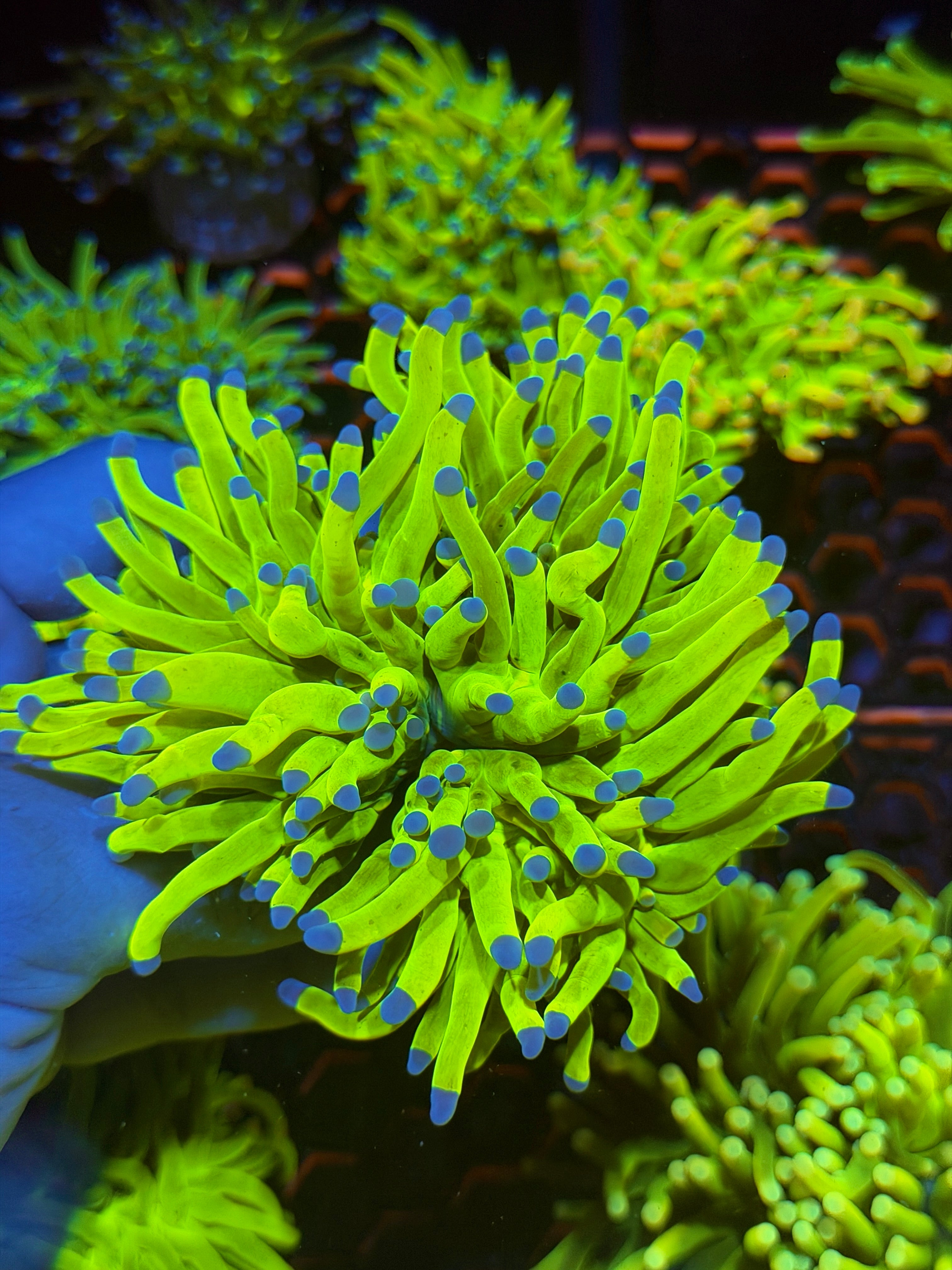 JEA 24K Holy Grail Torch Coral 3 Heads Splitting XXL (AQUACULTURED) 5/16