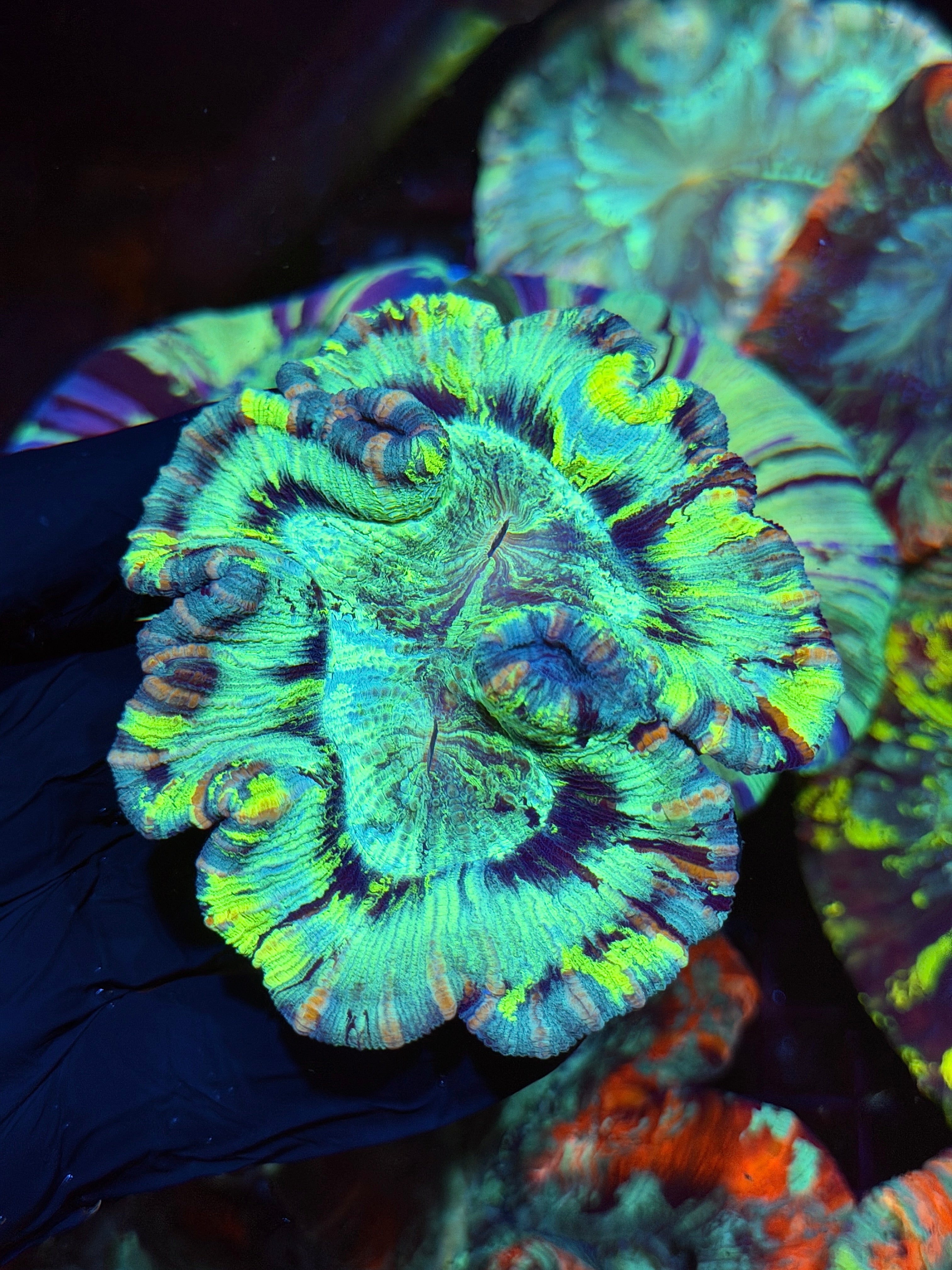 Insane Show Piece Trachyphyllia Meat 9/5