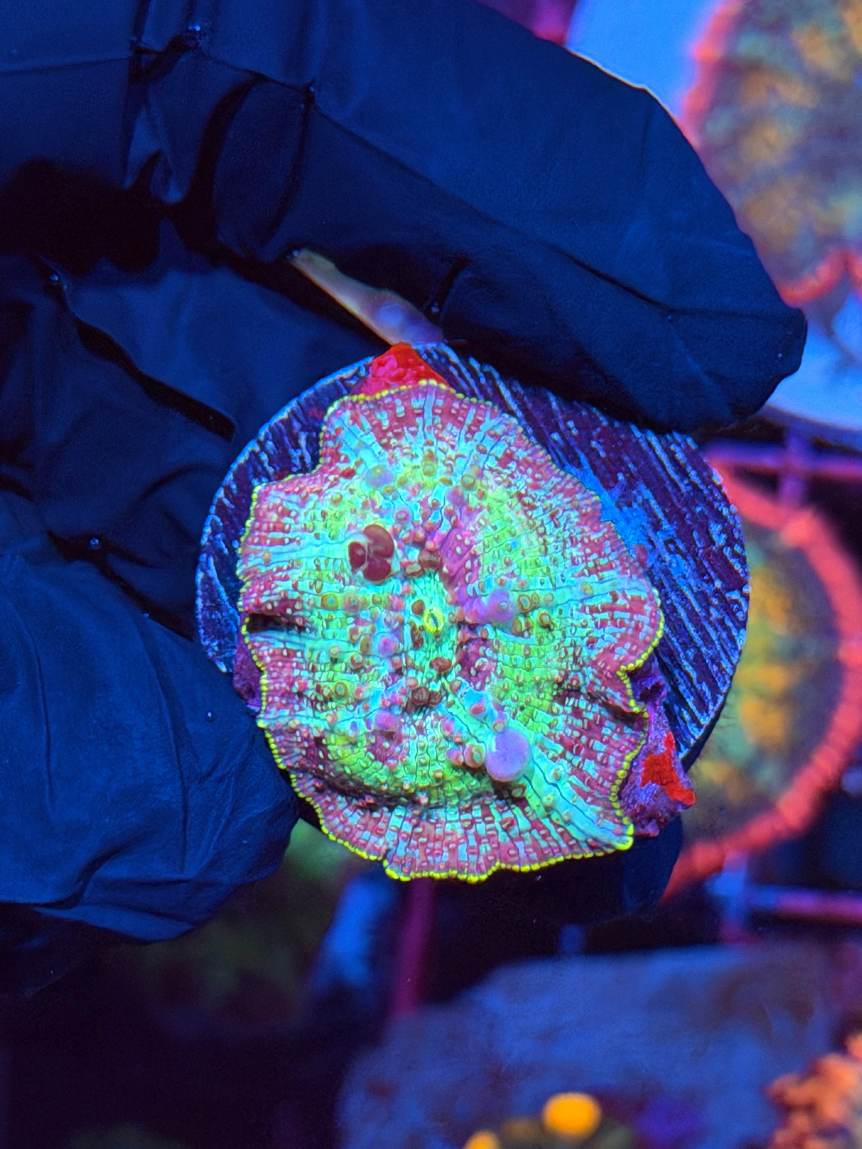 JEA Bounce Rainbow Jawbreaker Mushroom Coral 2/25