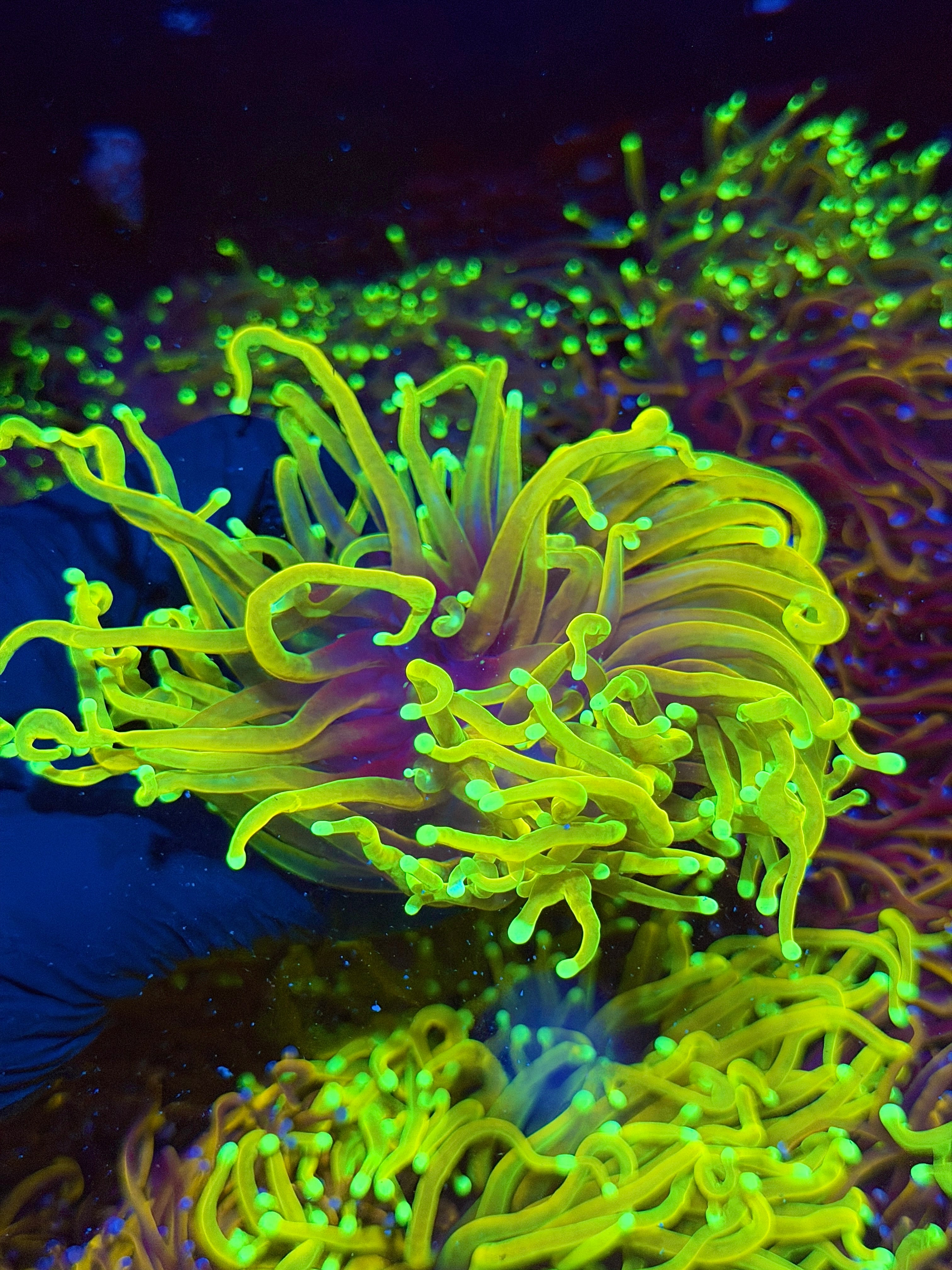 JEA Hellfire Torch Coral Cluster XXXL Splitting Head