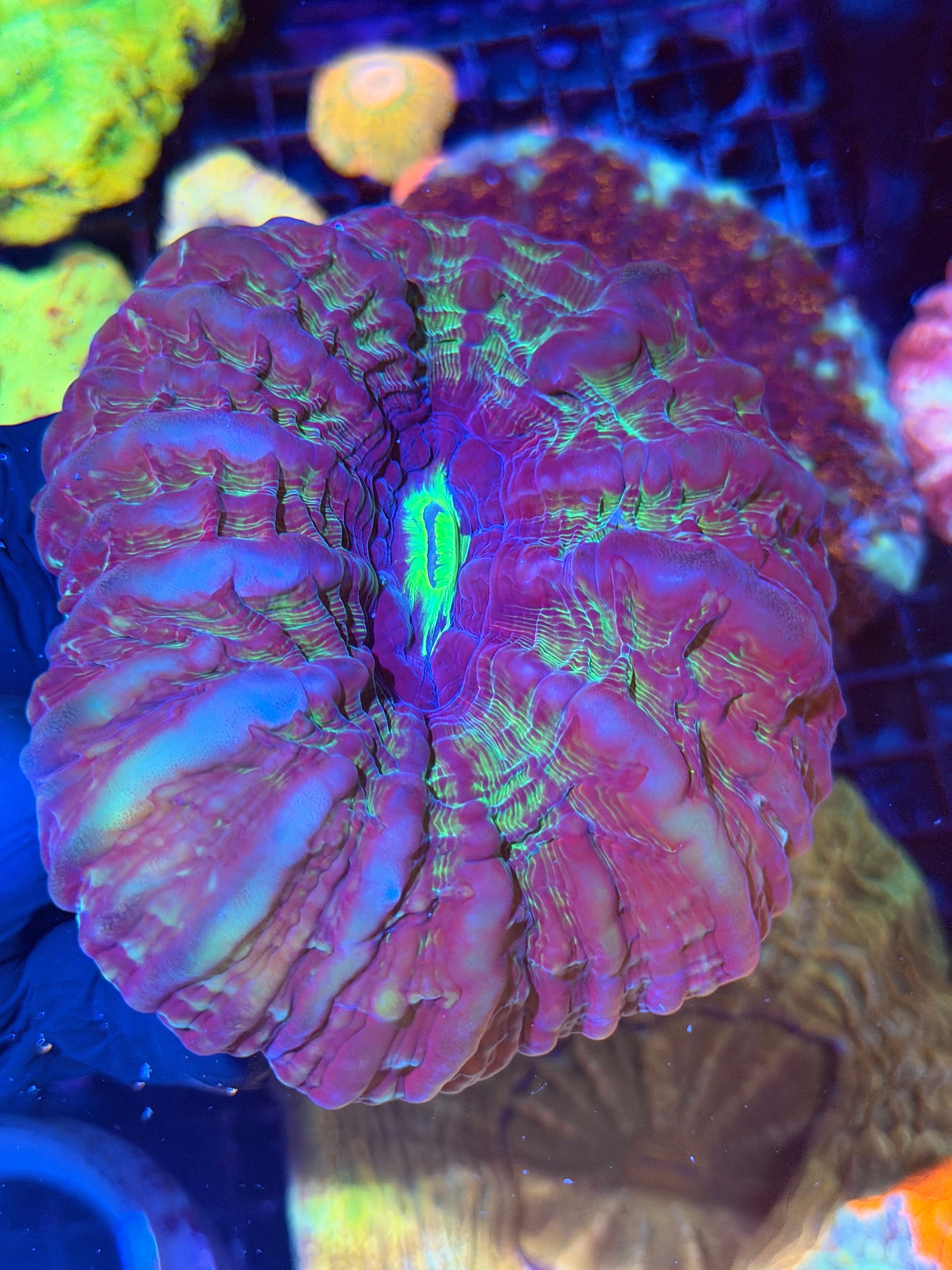 Insane Indophyllia Meat Coral XXL