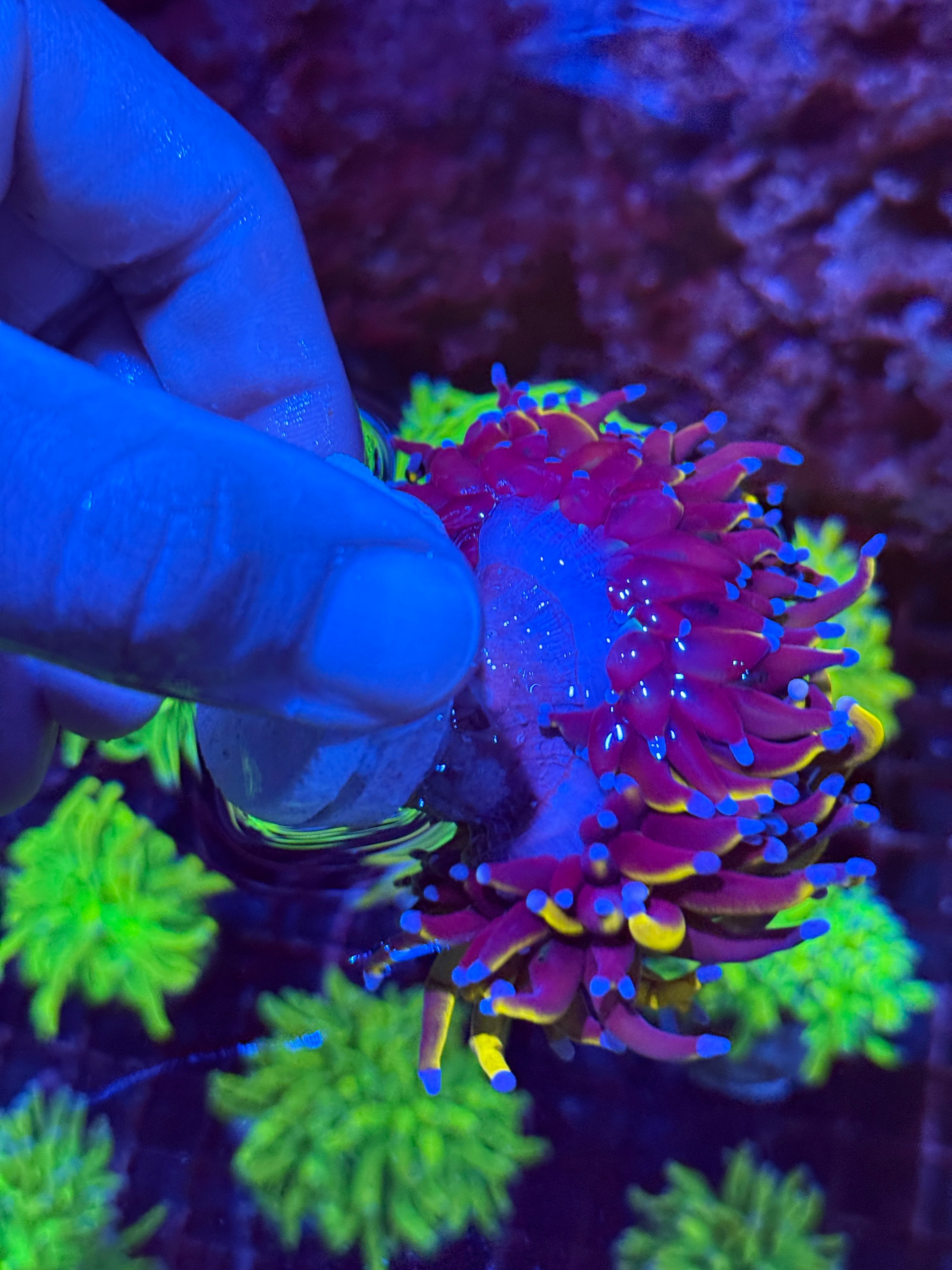 JEA 24K Torch Coral 2 XXL Heads