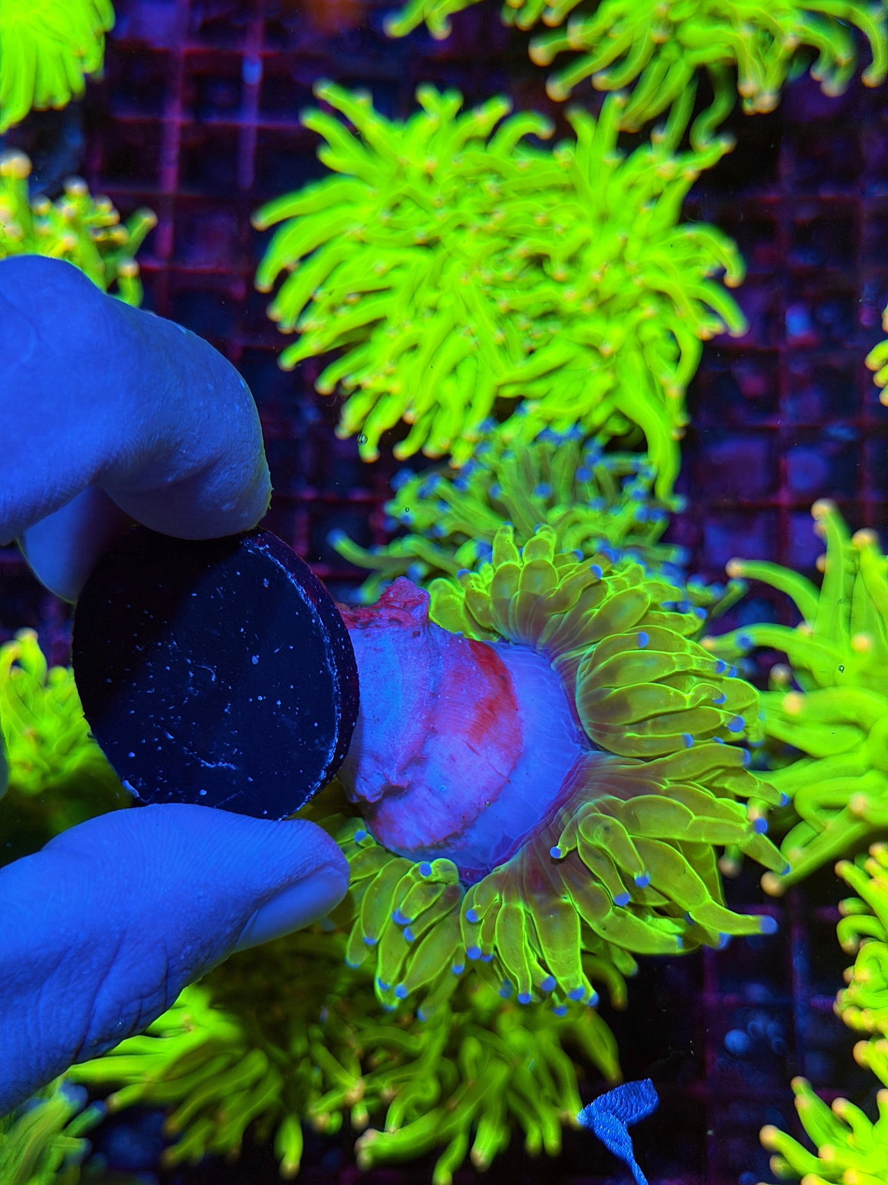 JEA Jolly Rancher Holy Grail Torch Coral 1 XXL Head