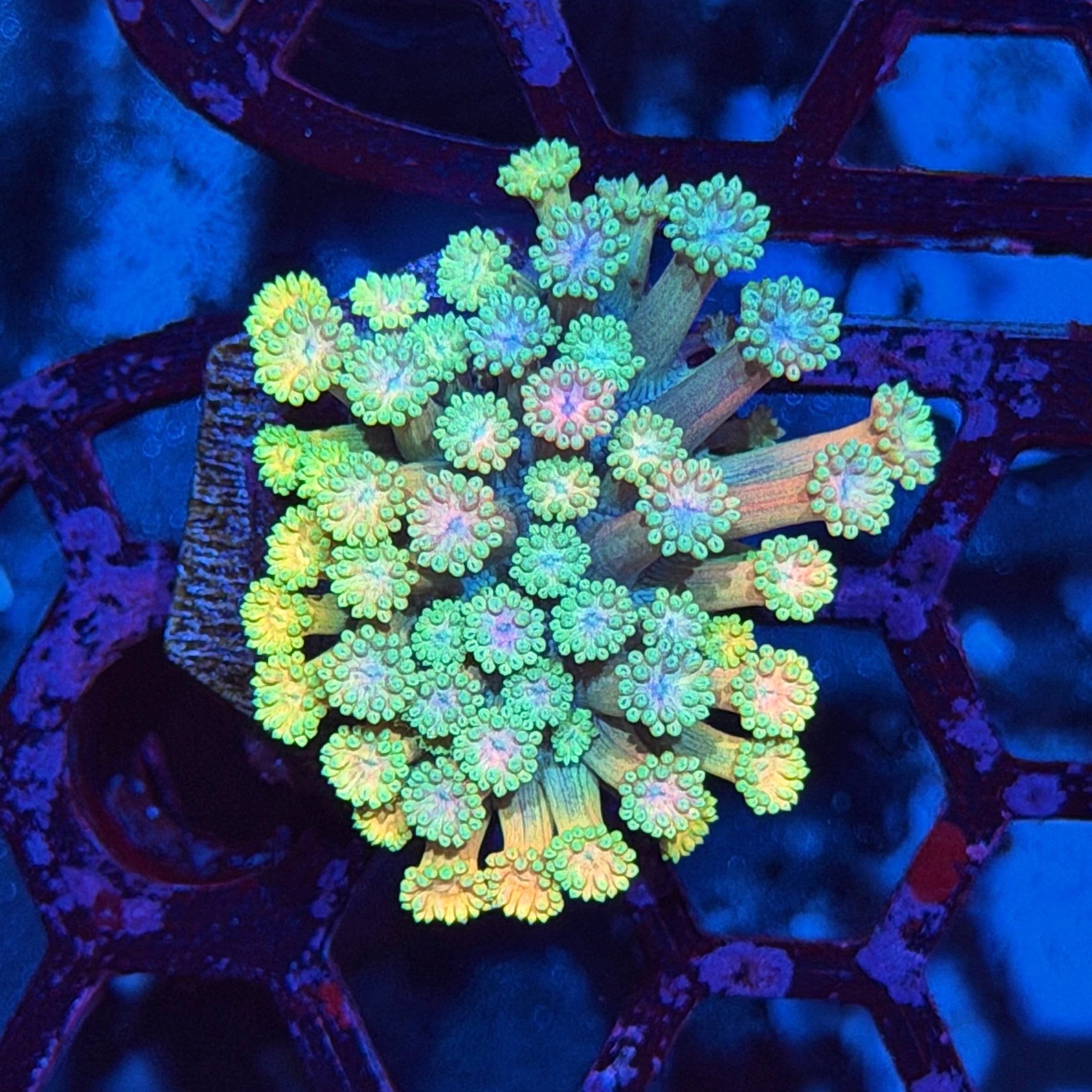 Jay's Exotic Corals