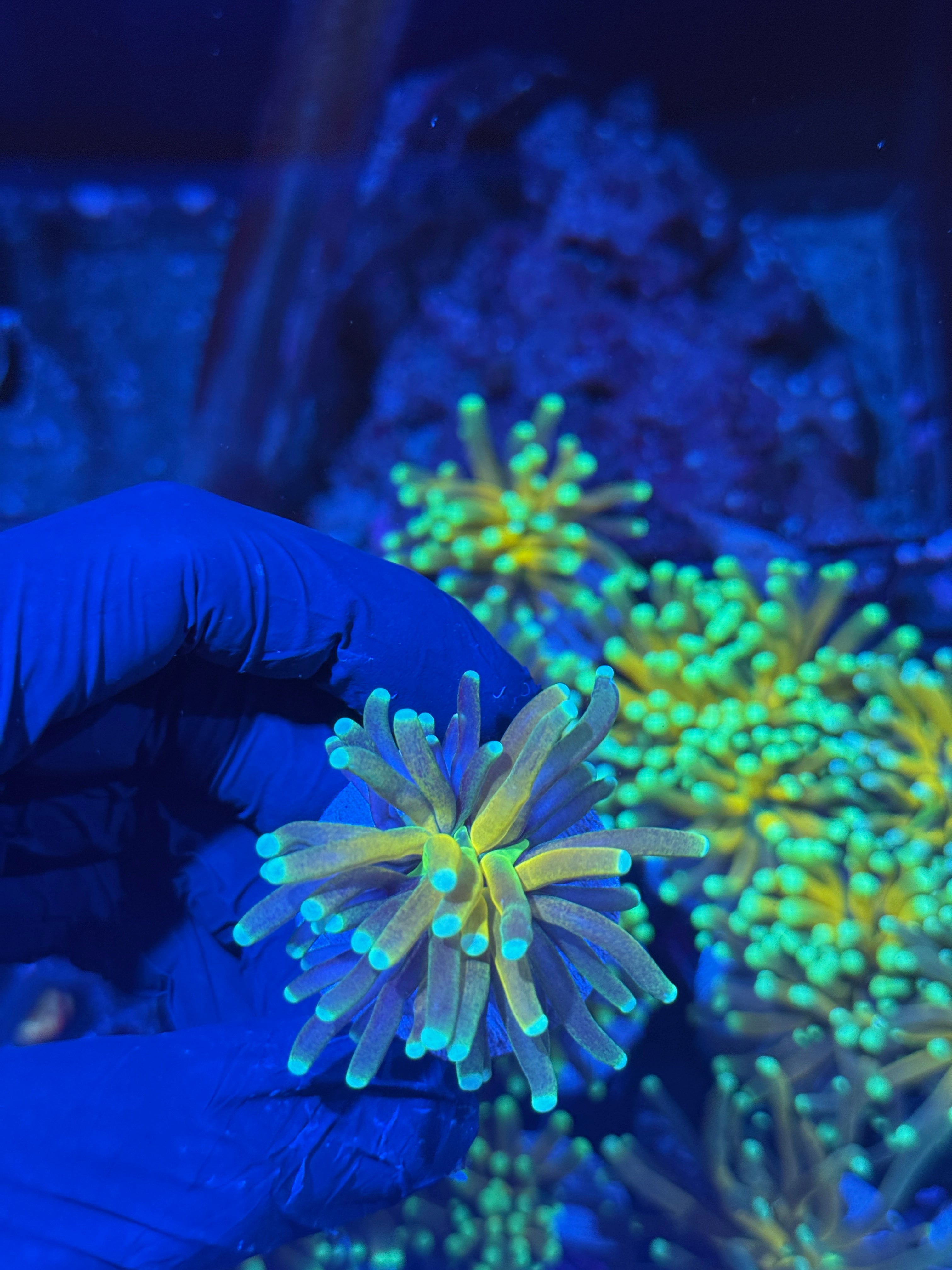 JEA Branching Tiger Torch Coral 1 Head