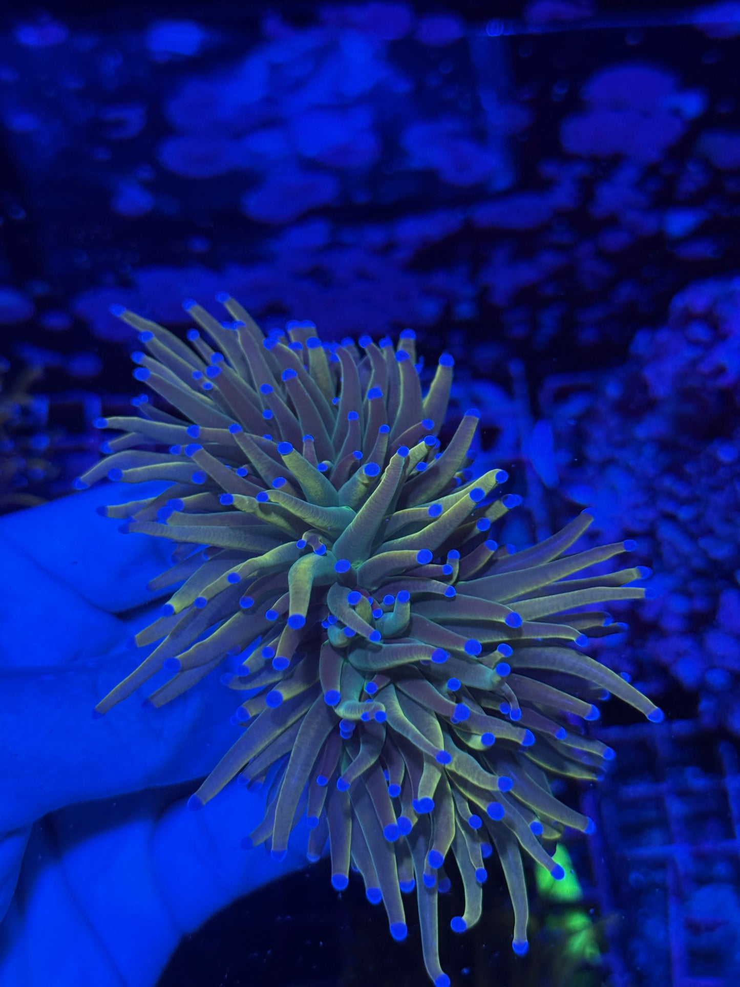 Jay's Exotic Coral Auctions