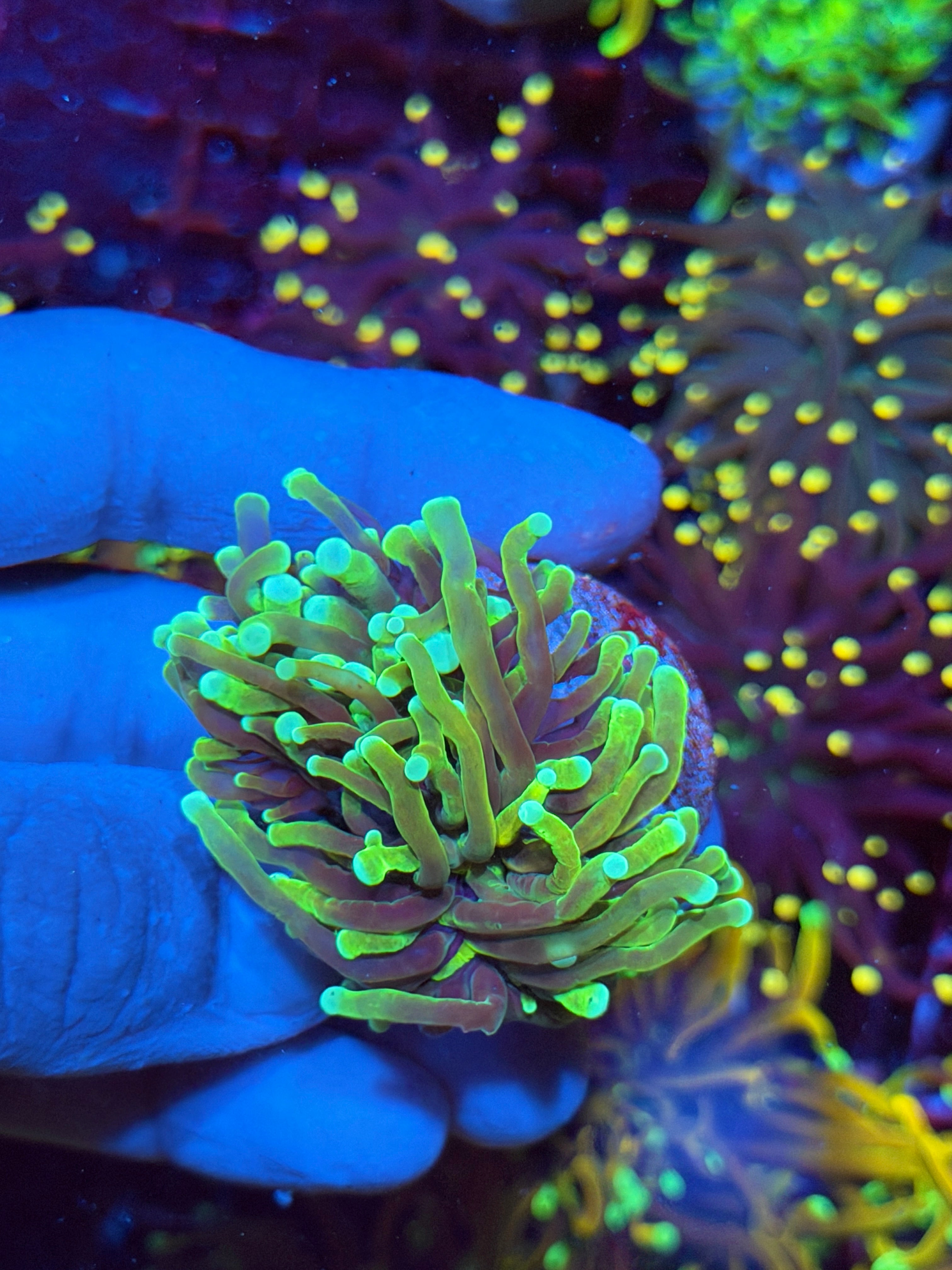 JEA Grim Reaper Torch Coral 2 Heads Splitting XL