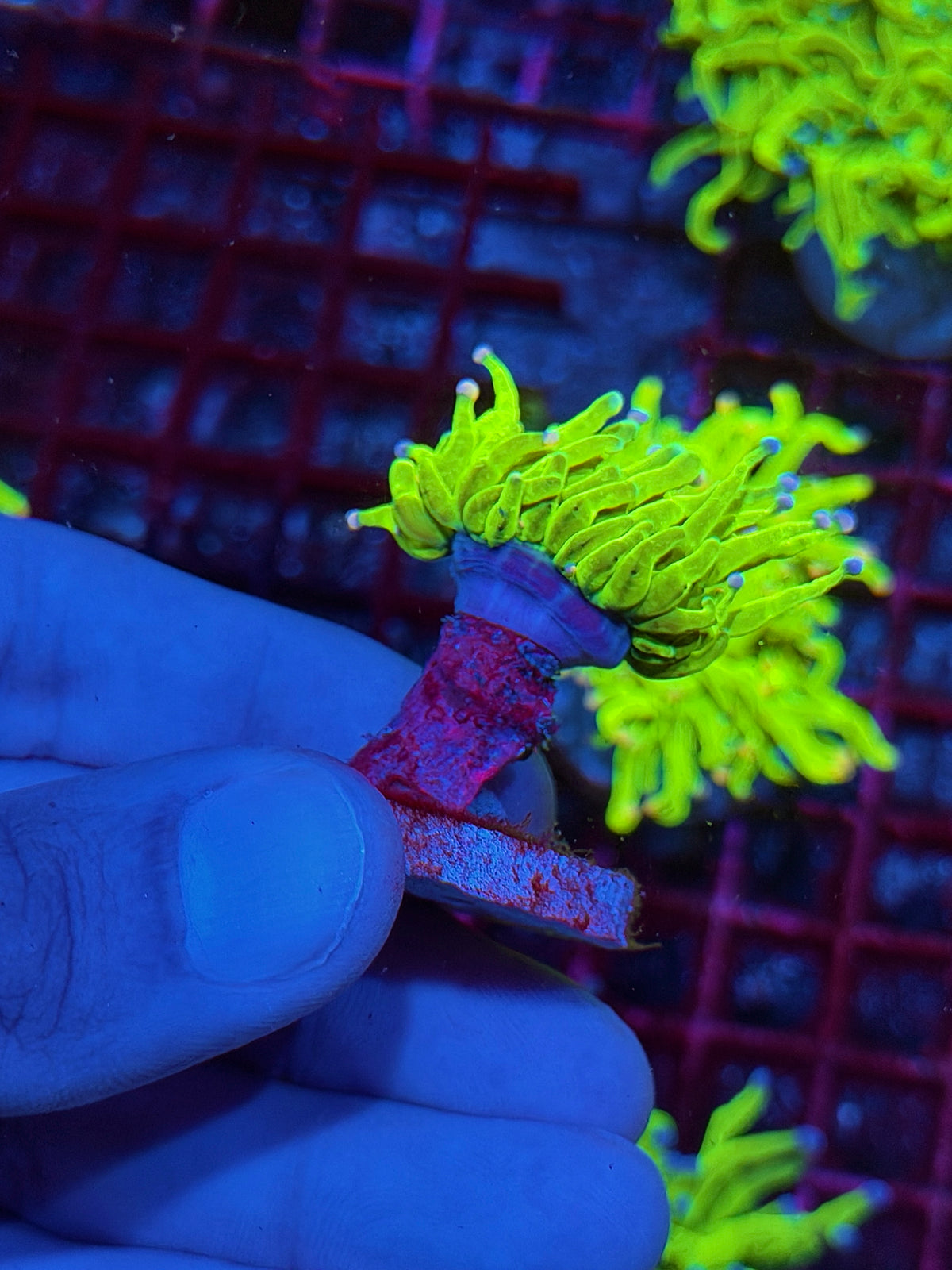 JEA Jelly Bean Holy Grail Torch Coral 10/24