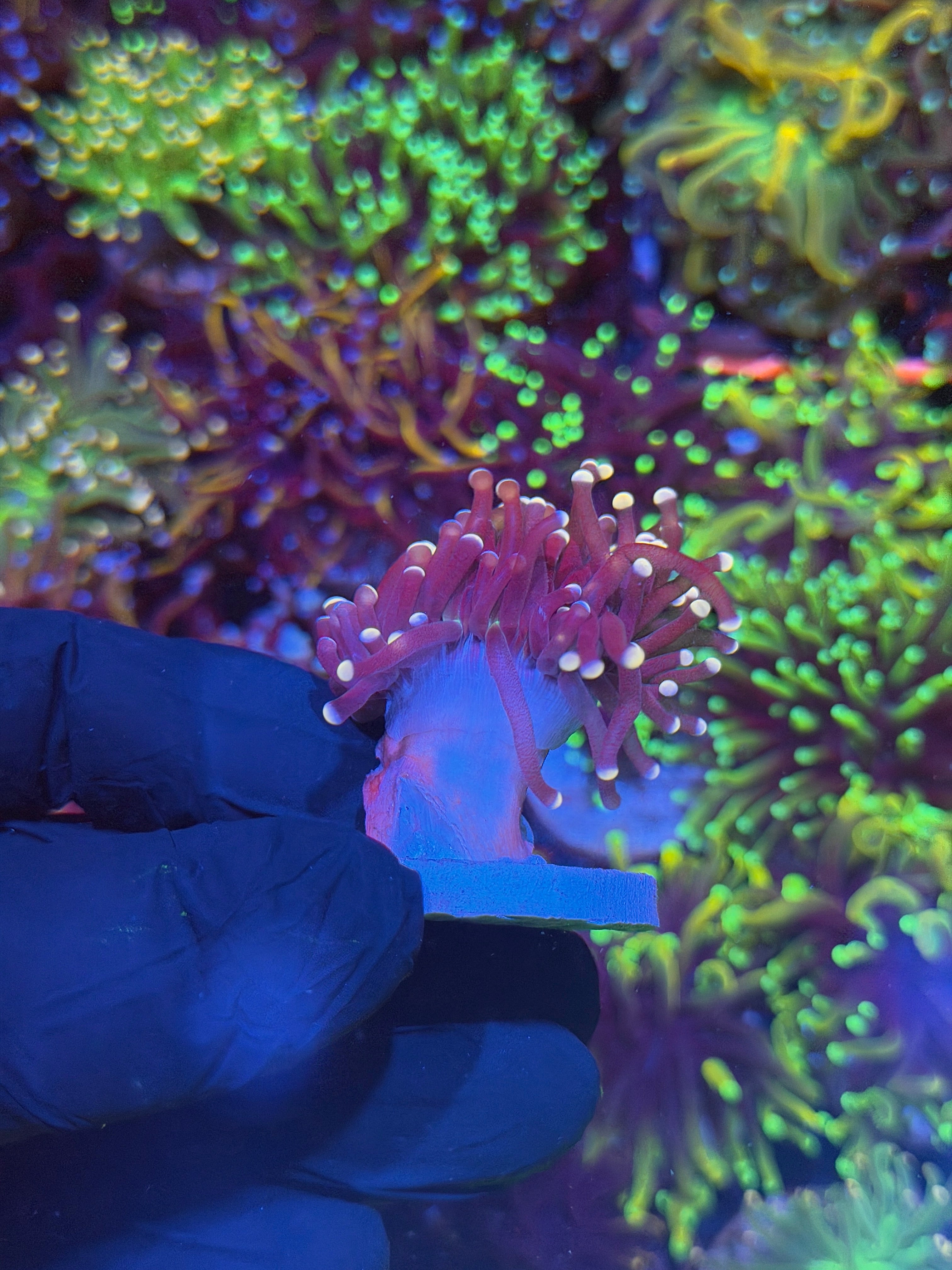 JEA Malaysian Joker Torch Coral Thick Stalk 1 Heads XL 7/9
