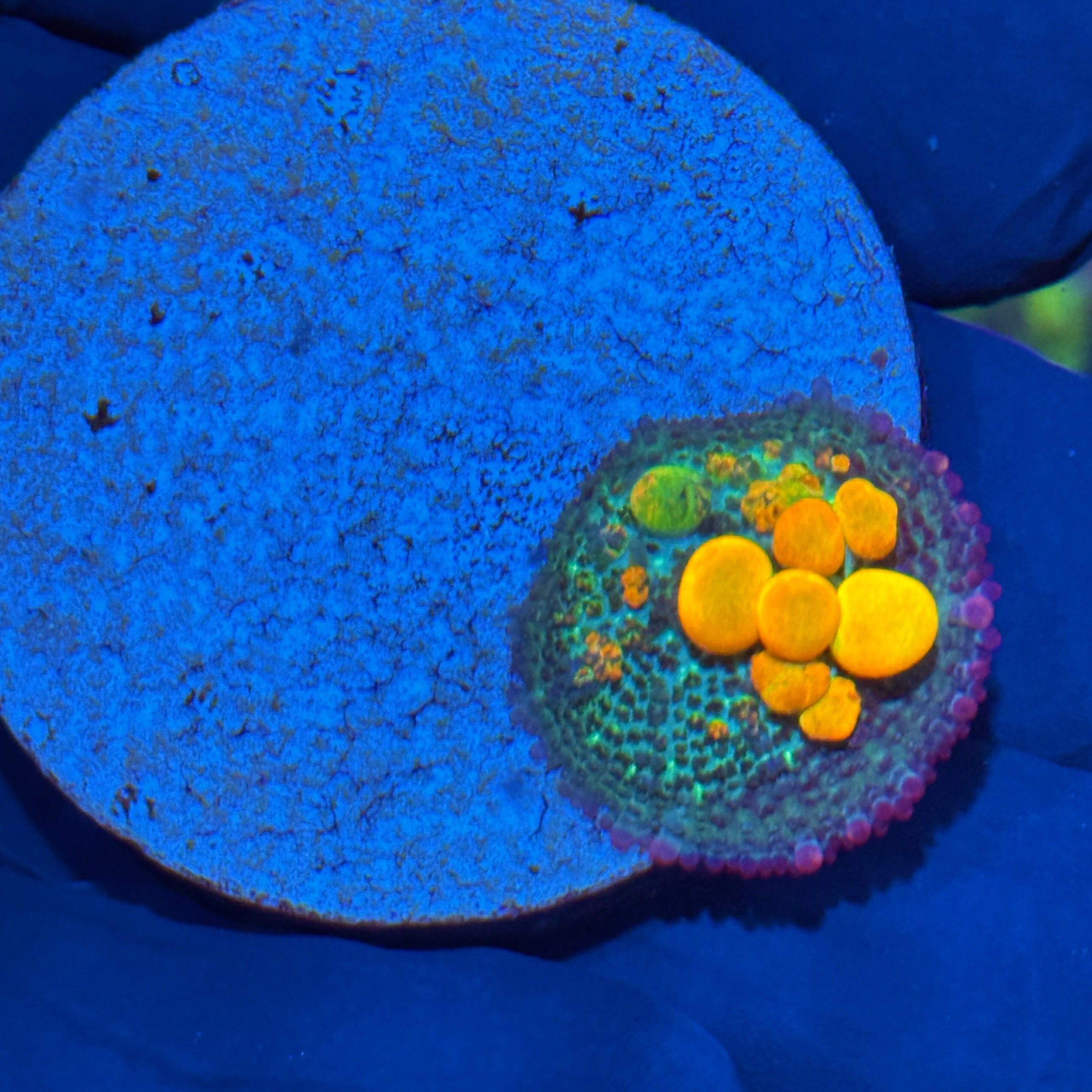WWC OG Bounce Mushroom Coral 10/12