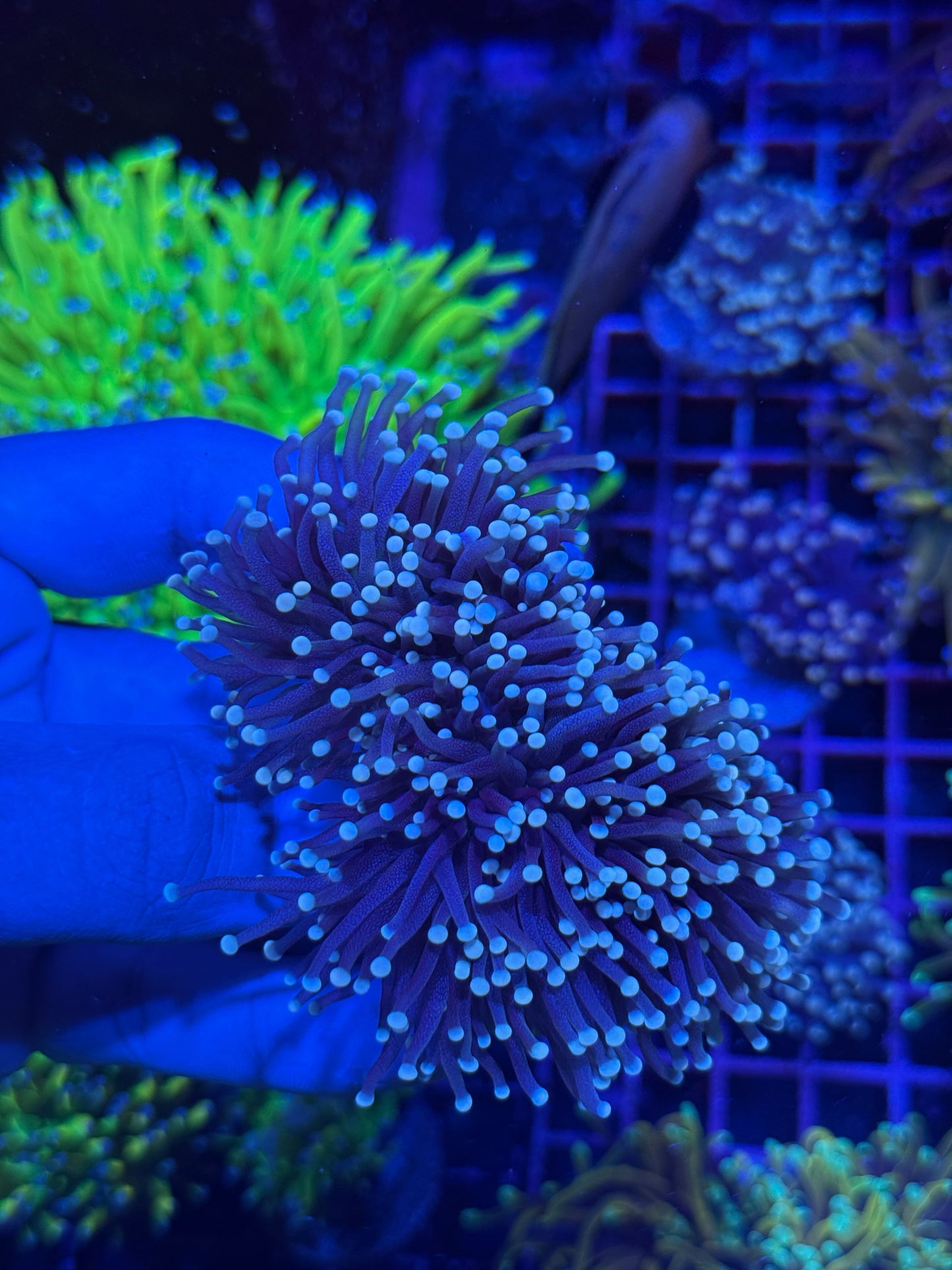 Jay's Exotic Coral Auctions