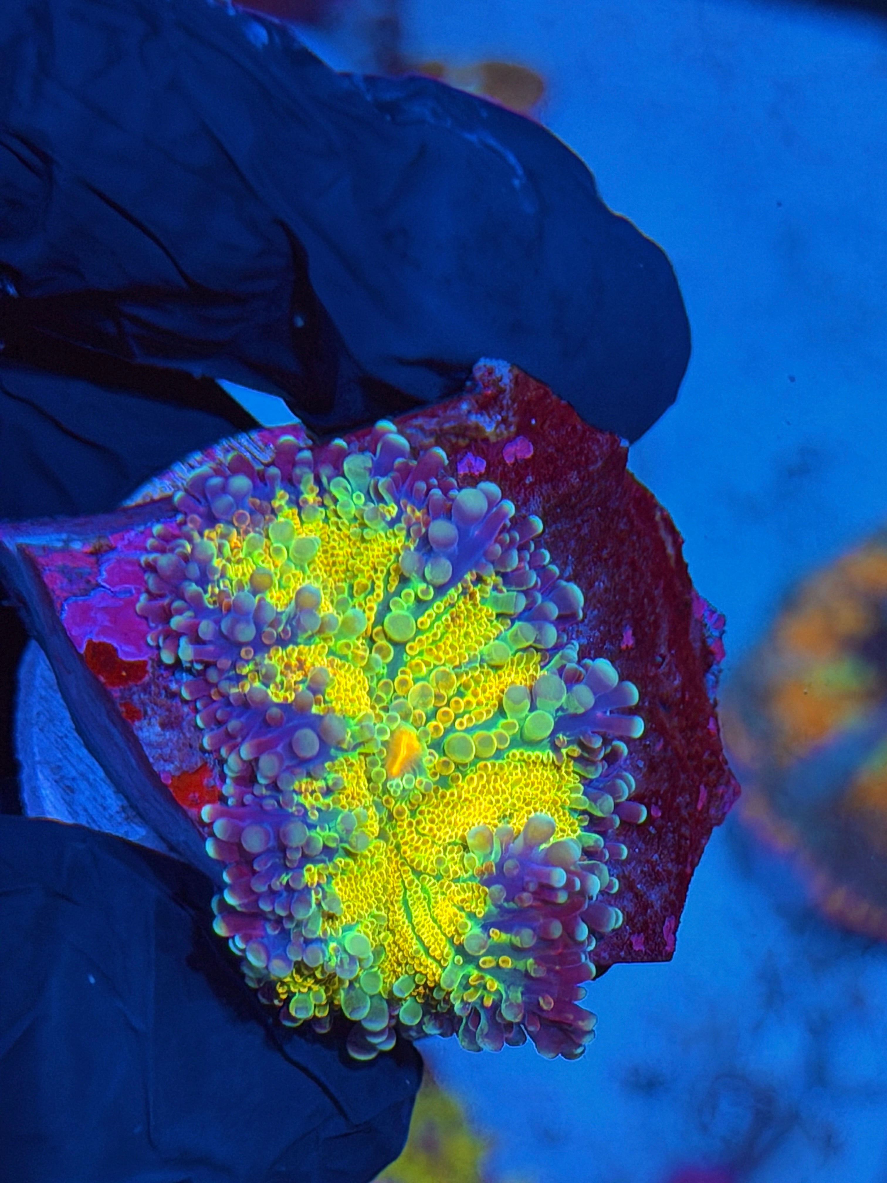 JEA Rainbow Magma Mushroom Coral