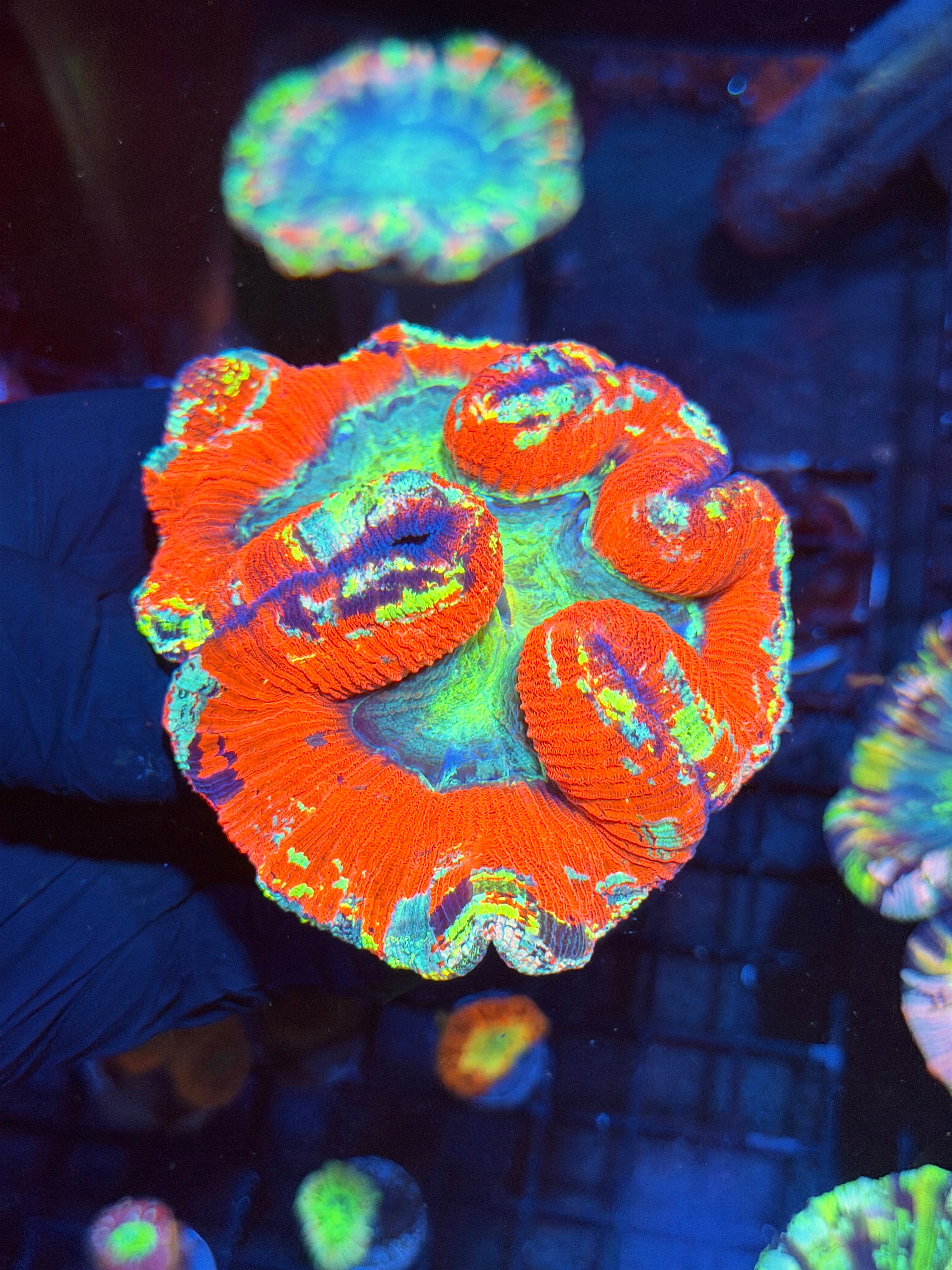 Rainbow Trachyphyllia Meat Coral XXL