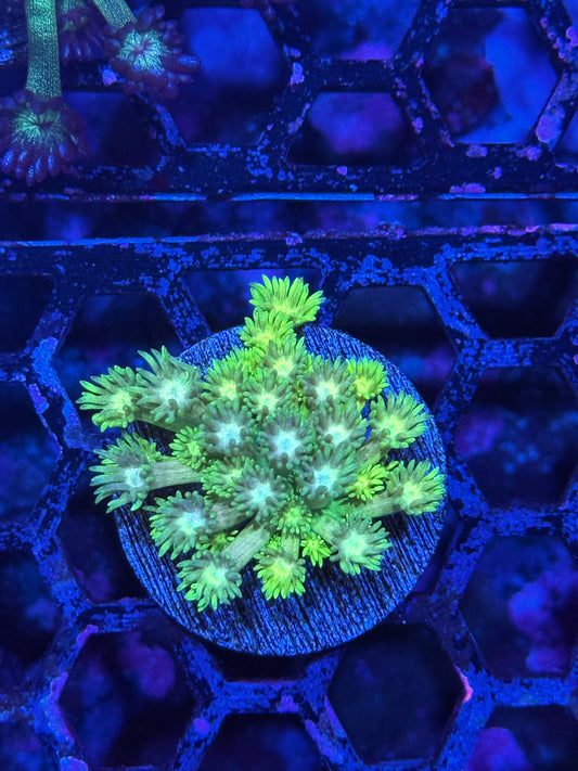 JEA Neon Laser Goniopora Coral