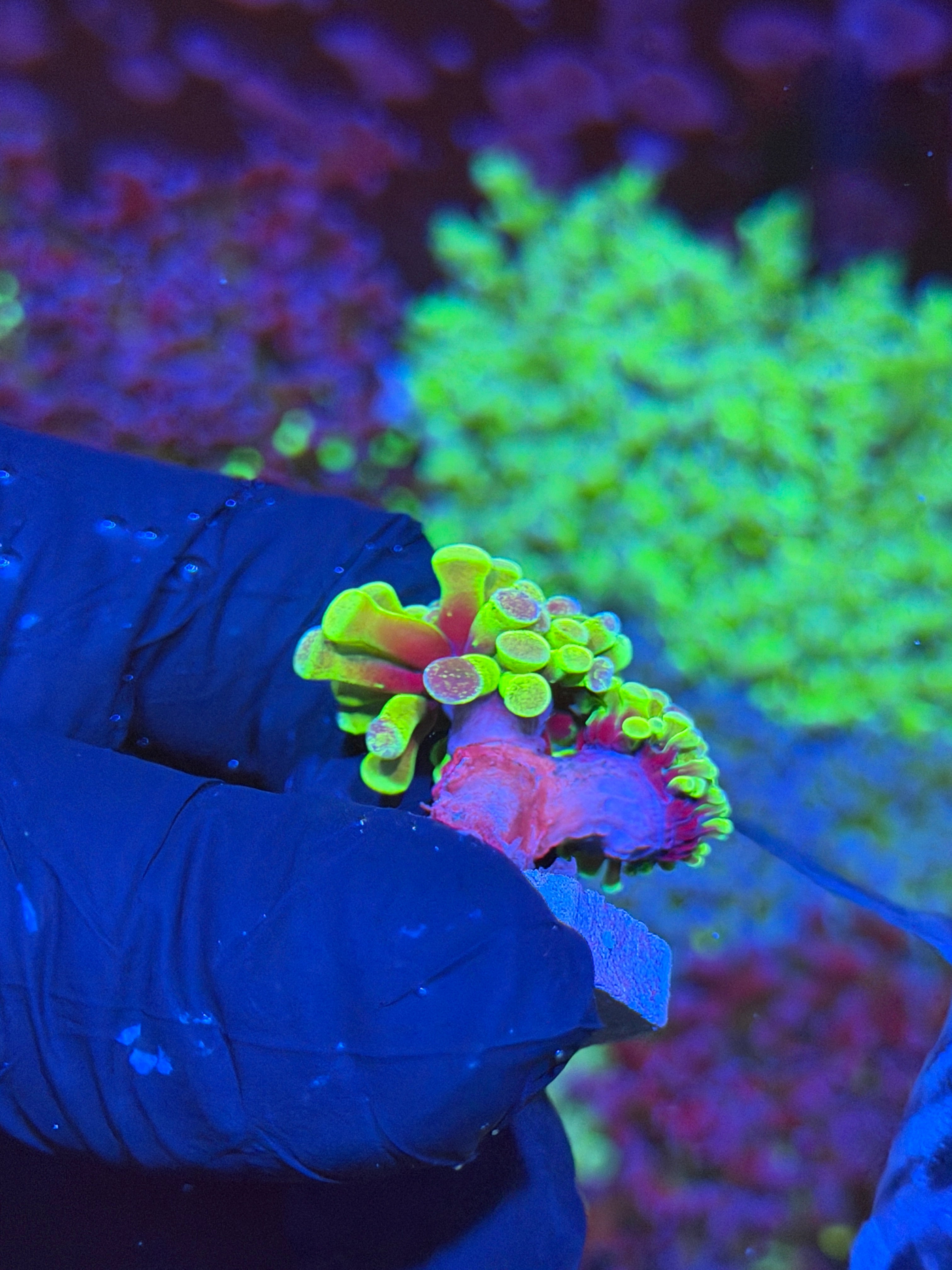 JEA Pixie Dust Hammer Coral 2 Heads XL 6/4
